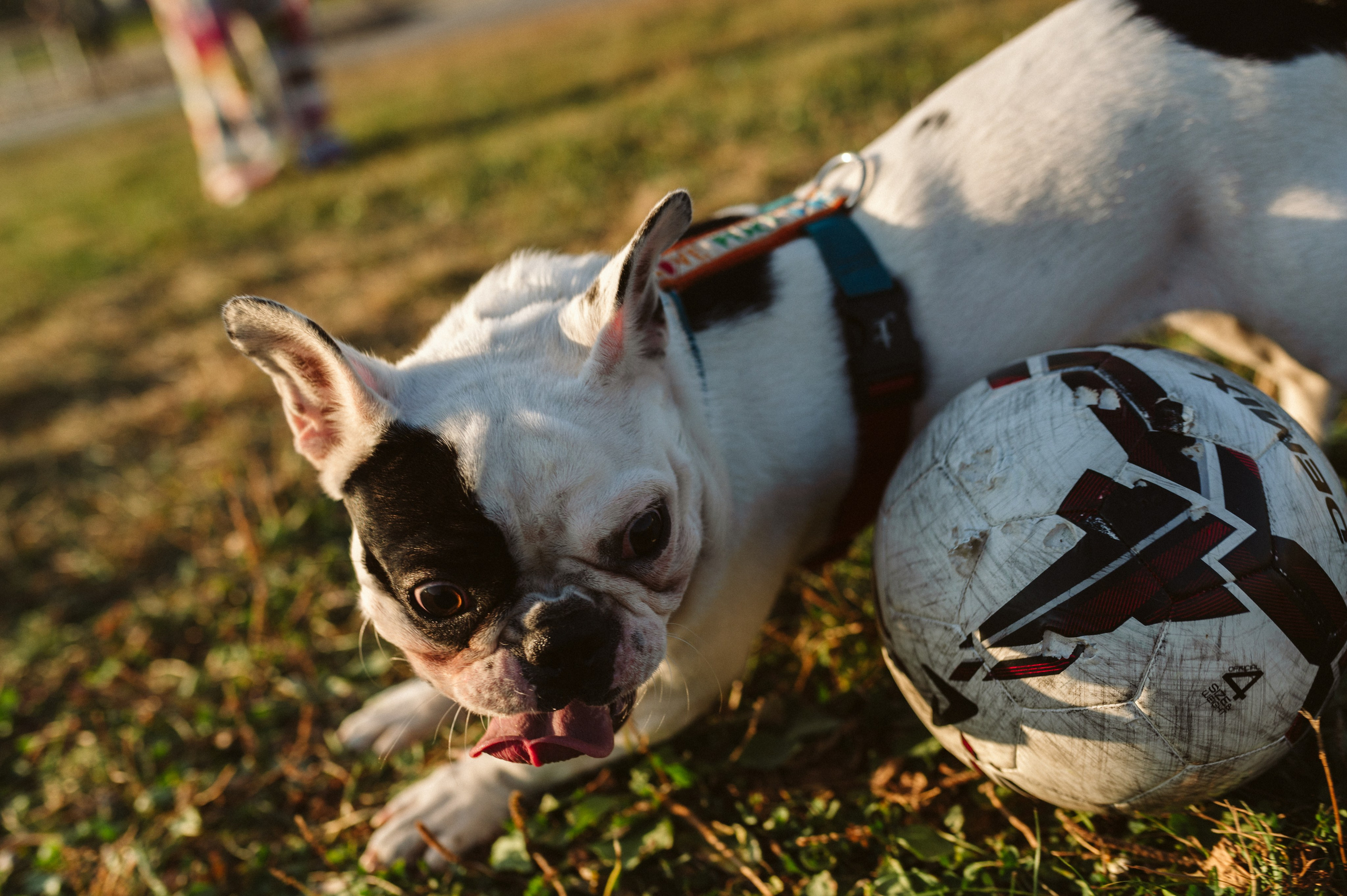 Инна и Белль. Фотограф анималист в Москве Ольга Агушева