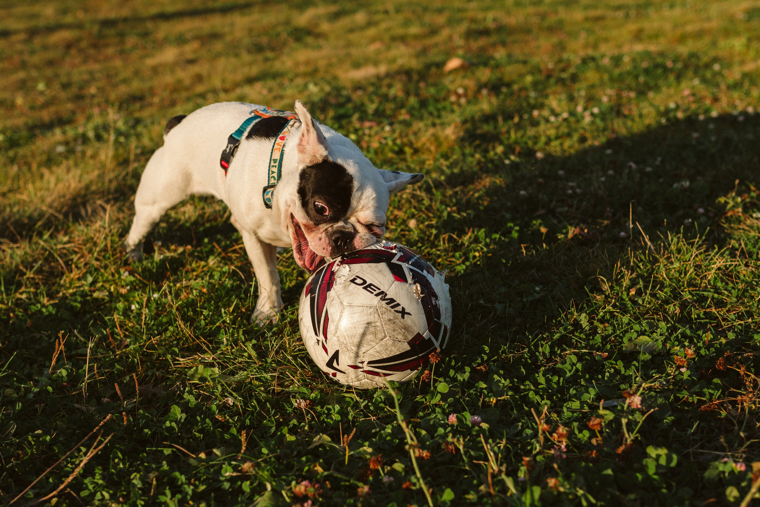 Инна и Белль. Фотограф анималист в Москве Ольга Агушева