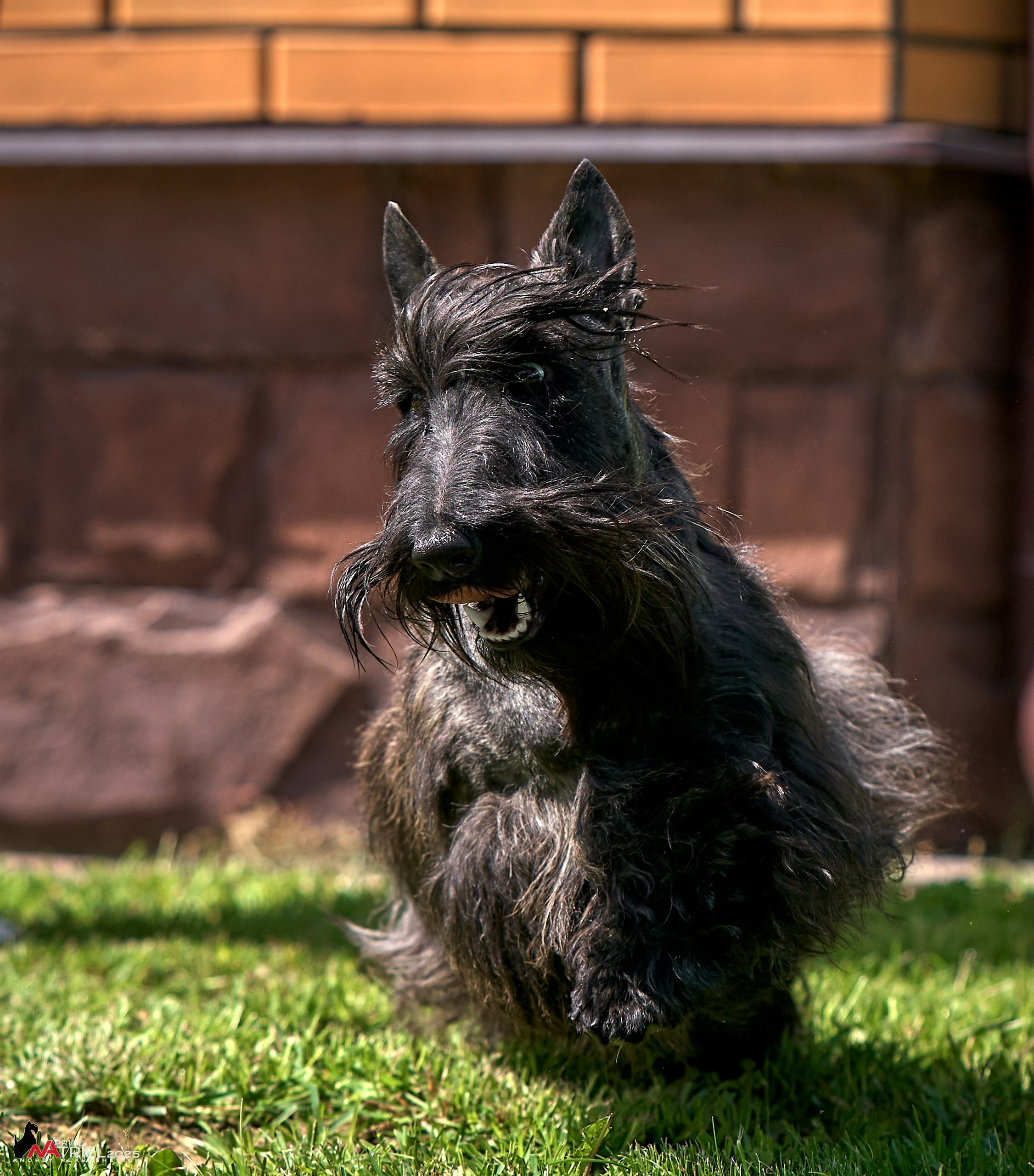 Алабаи и скотч-терьеры в питомнике у Ольги