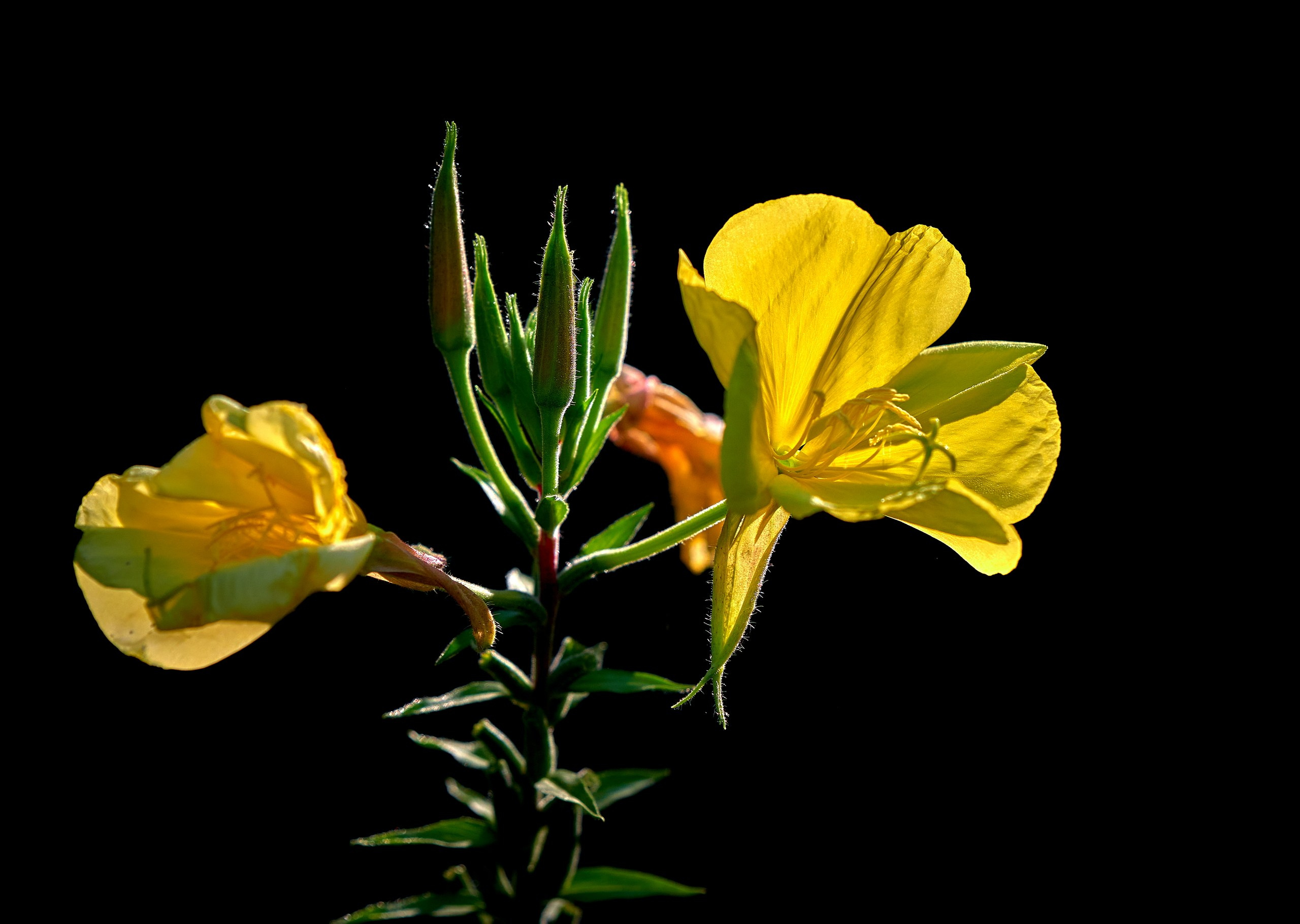 Лютики-цветочки — галерея NATRIEL