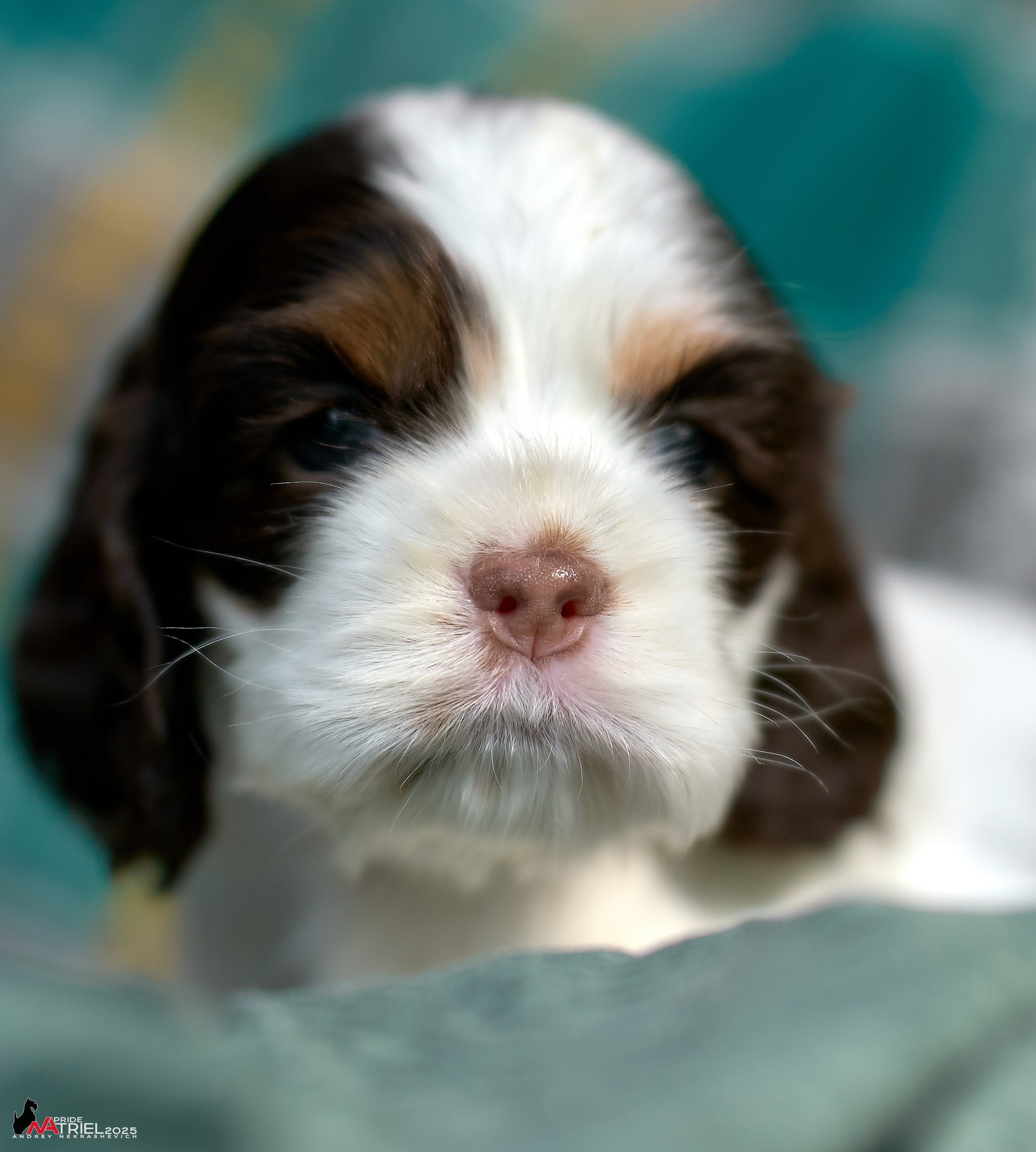 Щенки АмКокеров