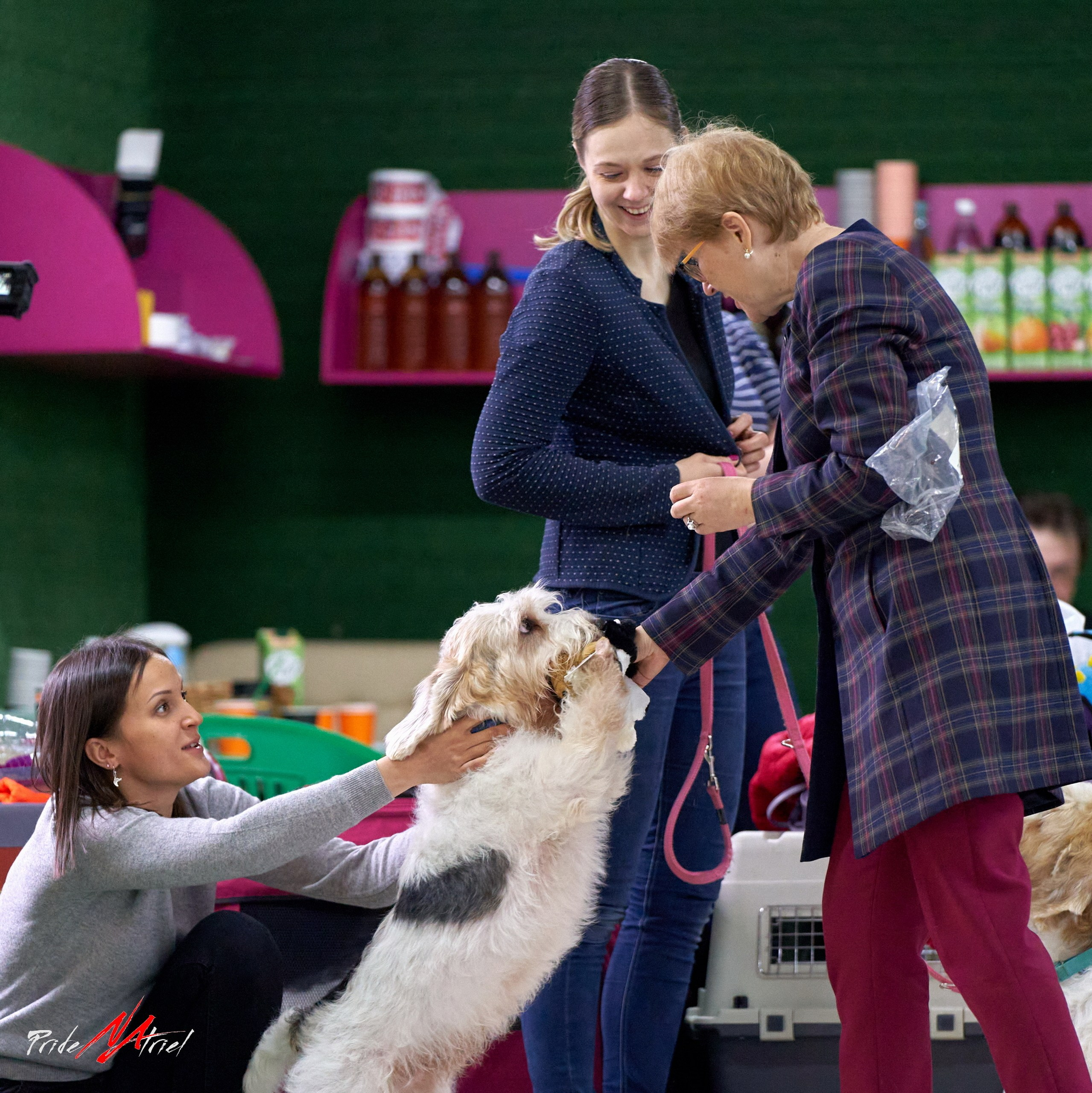 Мероприятия с собаками — галерея NATRIEL