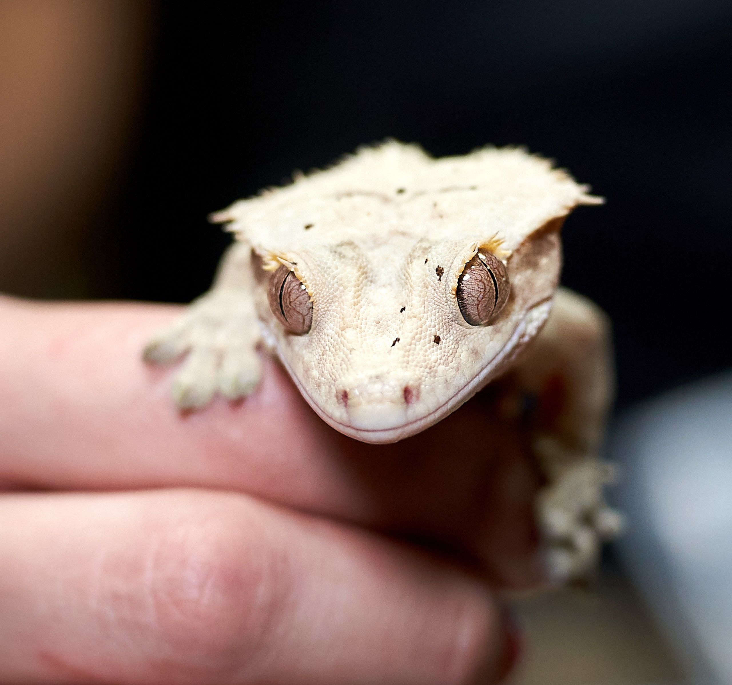 Рептилии — галерея NATRIEL