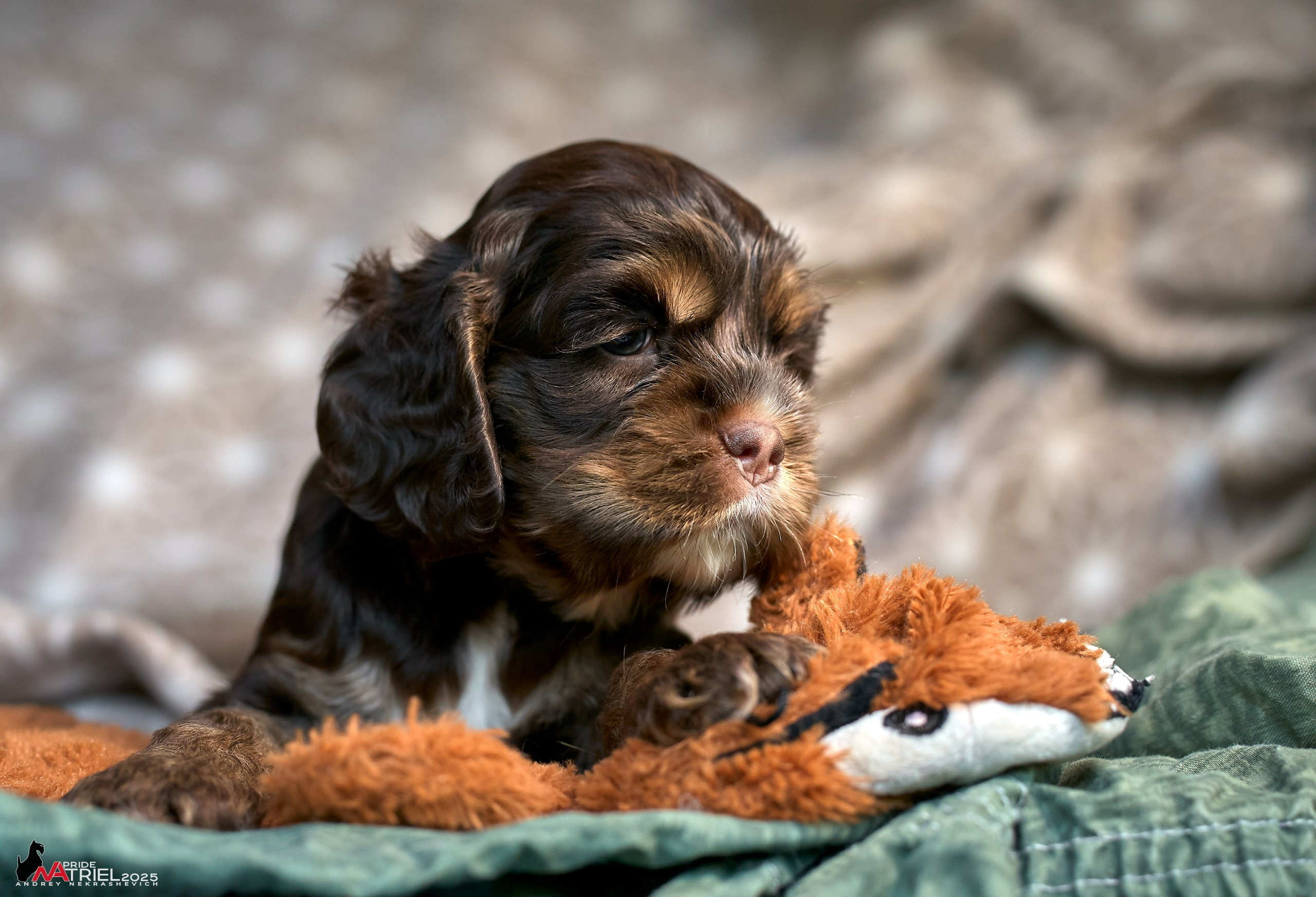 Щенки АмКокеров