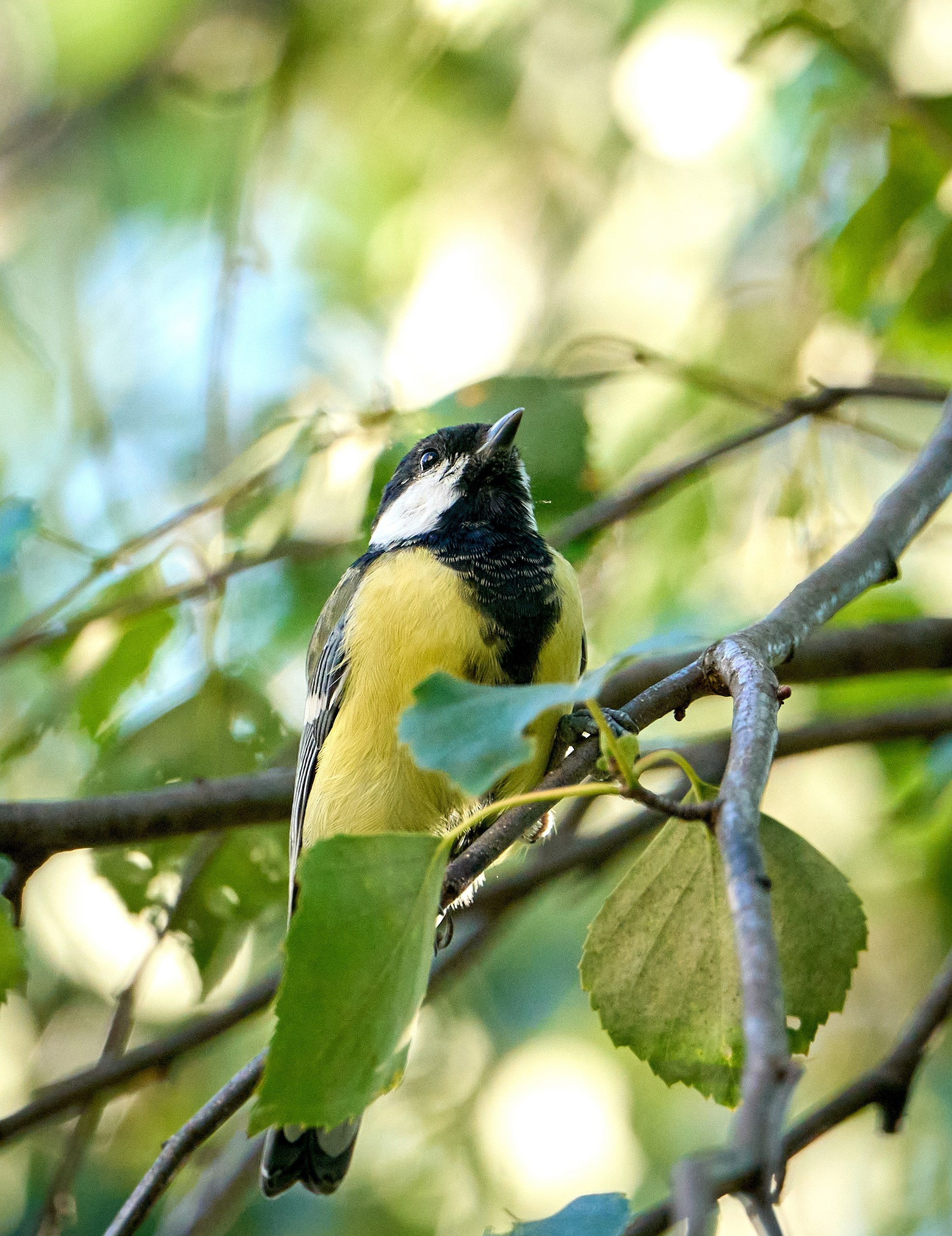 Фото птиц — галерея NATRIEL