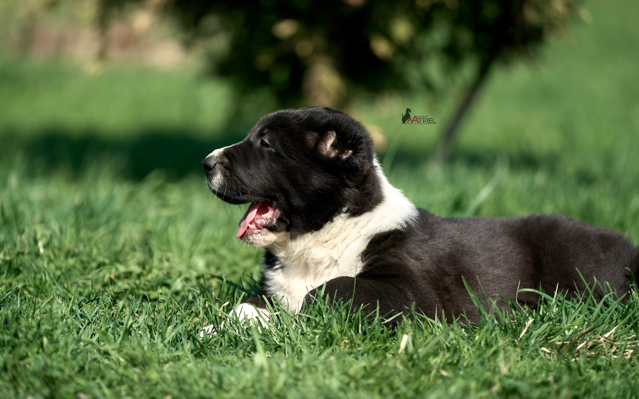 Среднеазиаты — щенки и взрослые