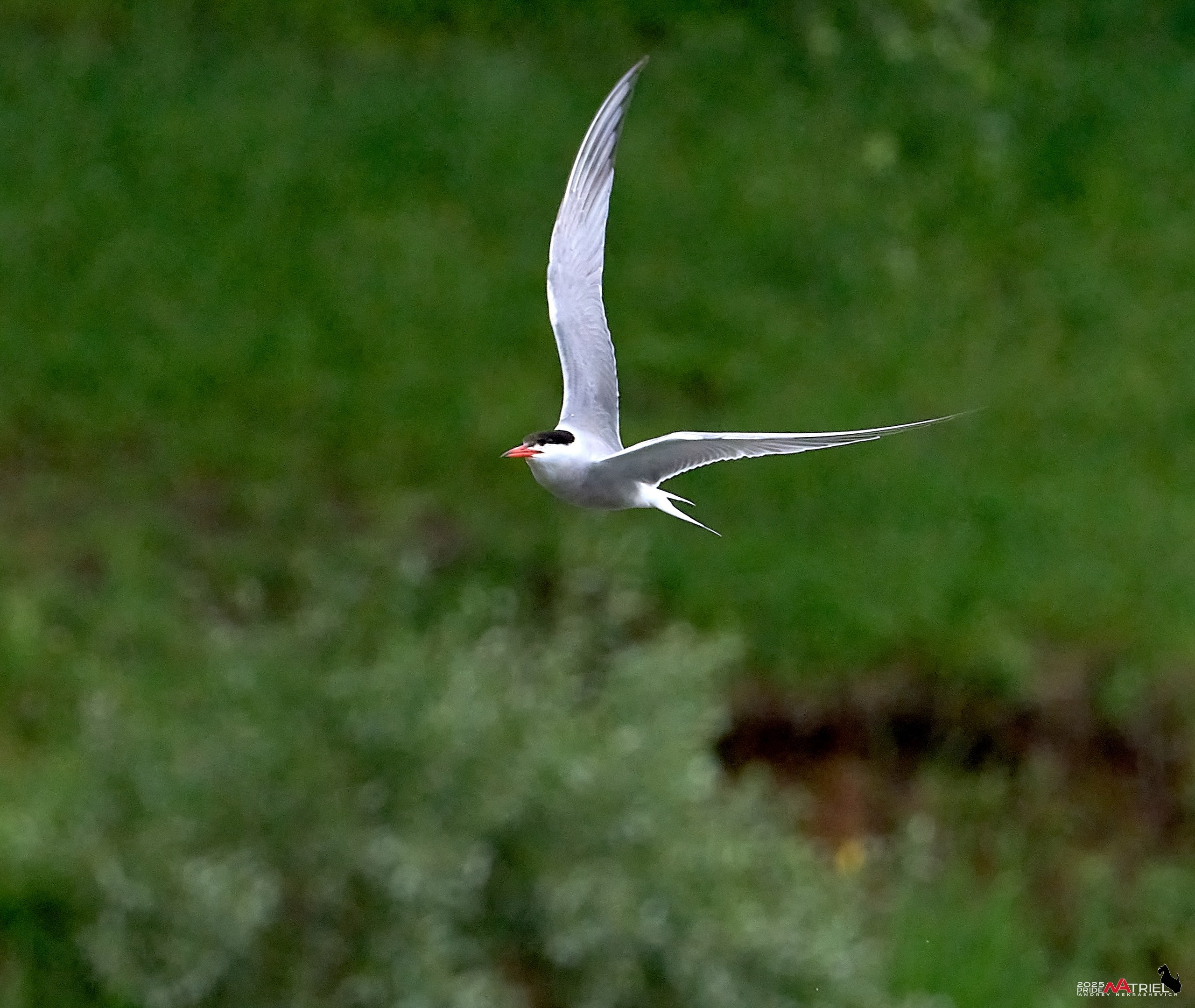 Съемка в парке на воде