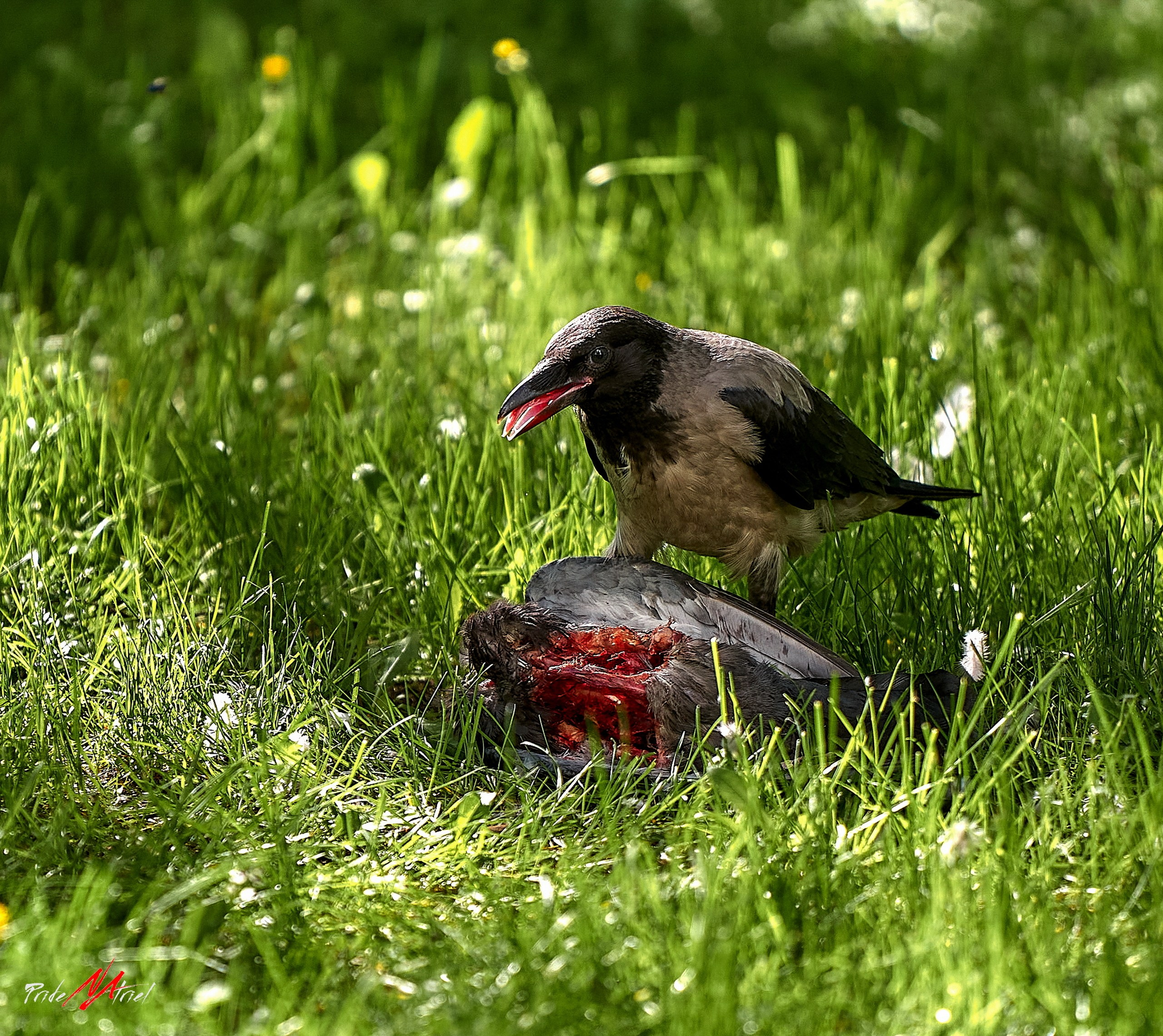 Фото птиц — галерея NATRIEL