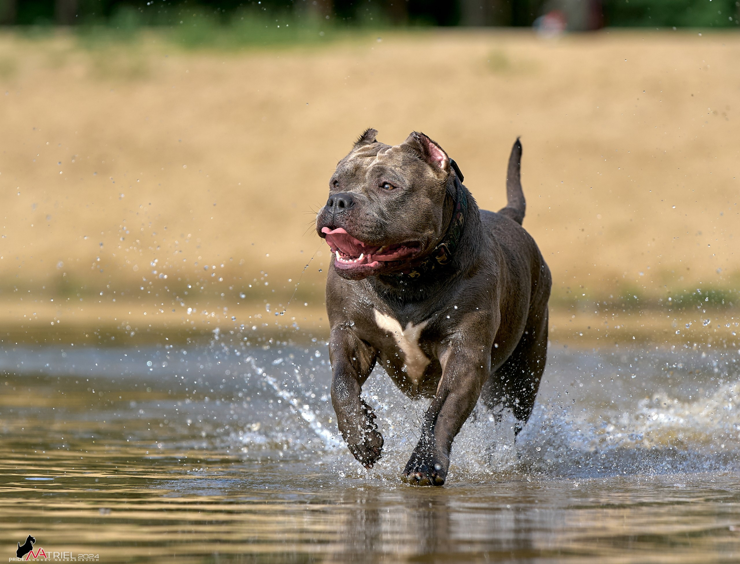 Фотопрогулка с булли