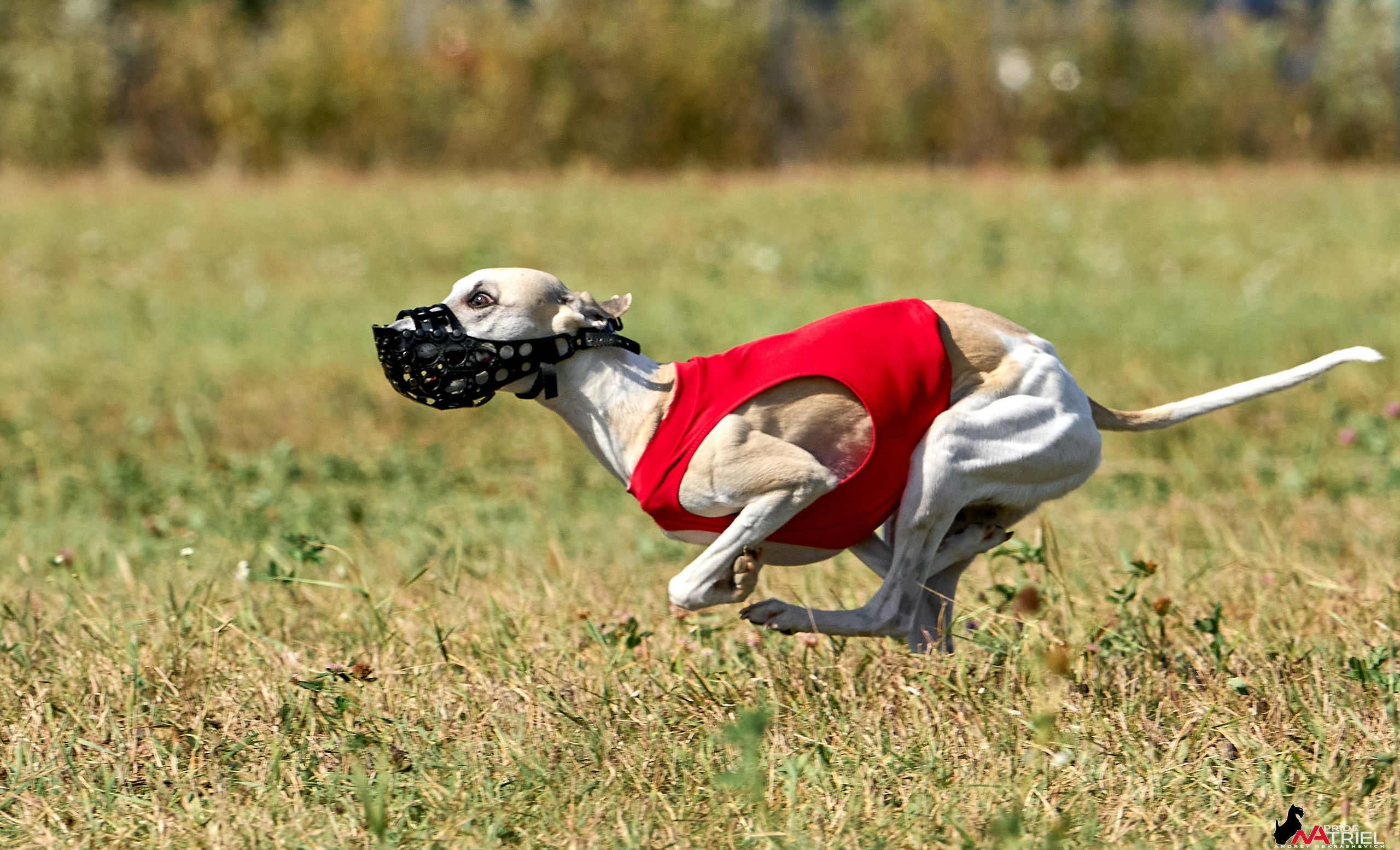 Съемка курсинг — галерея NATRIEL