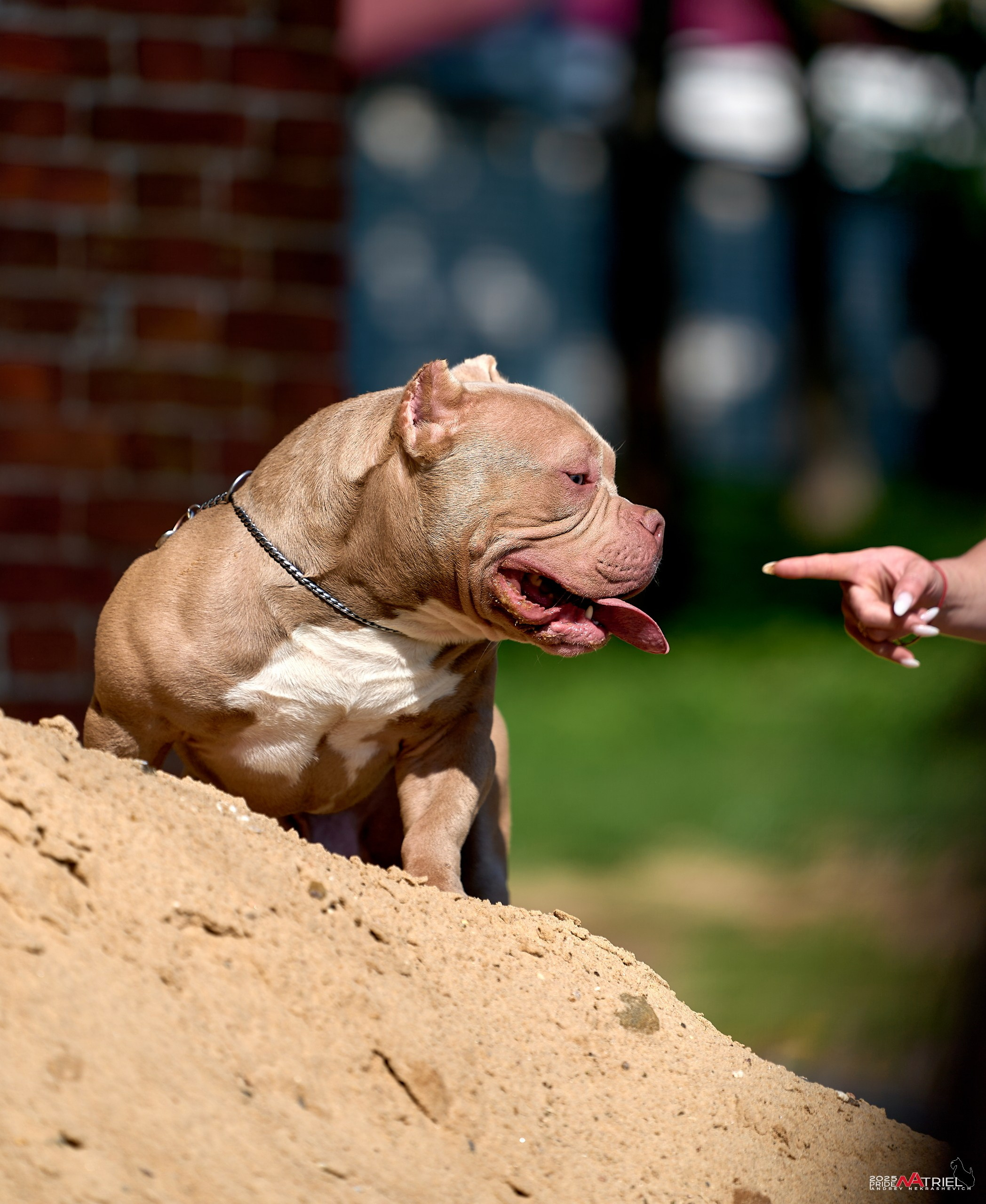 Съемка собак породы булли на природе