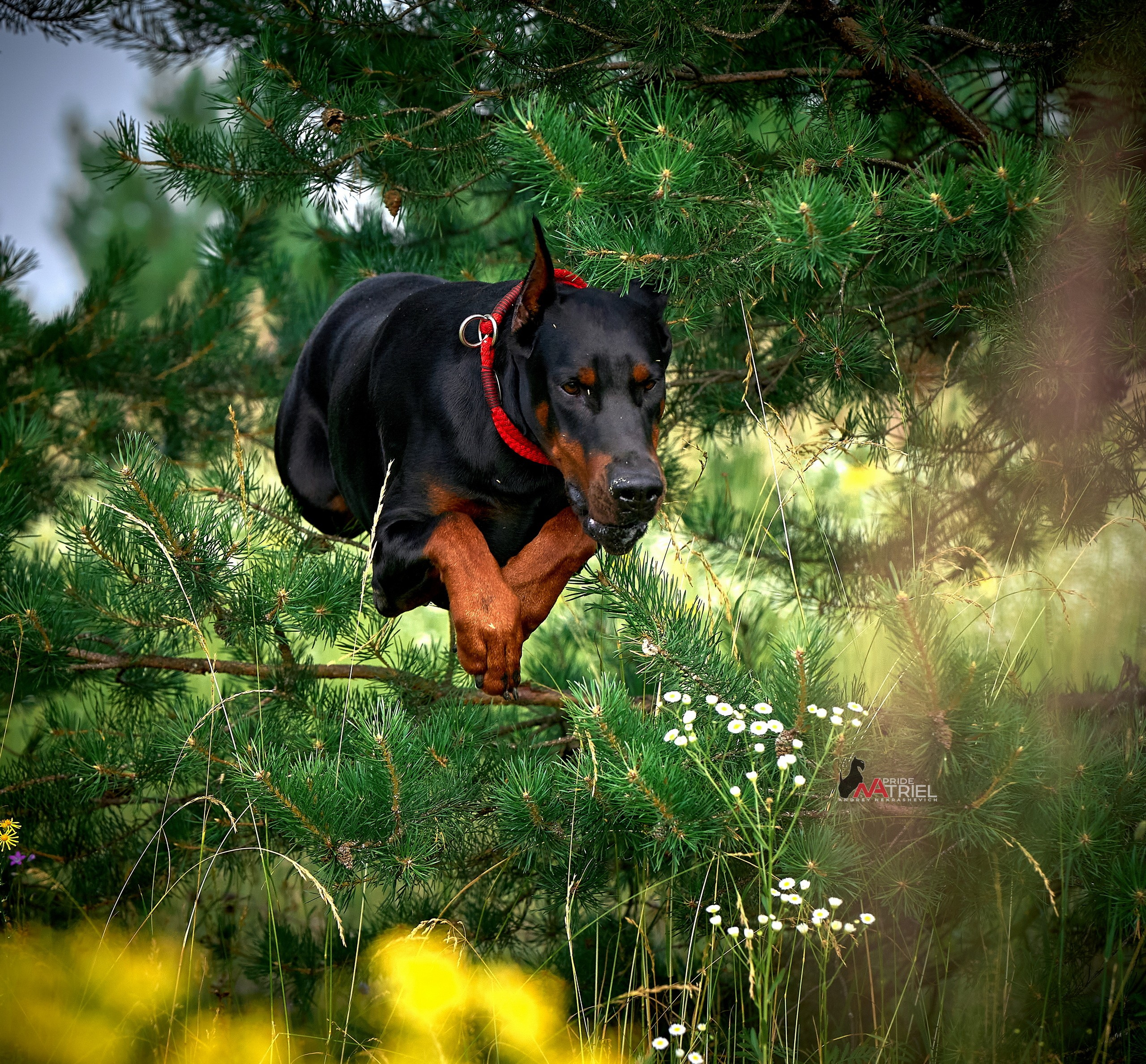 Прогулка в движении — галерея NATRIEL