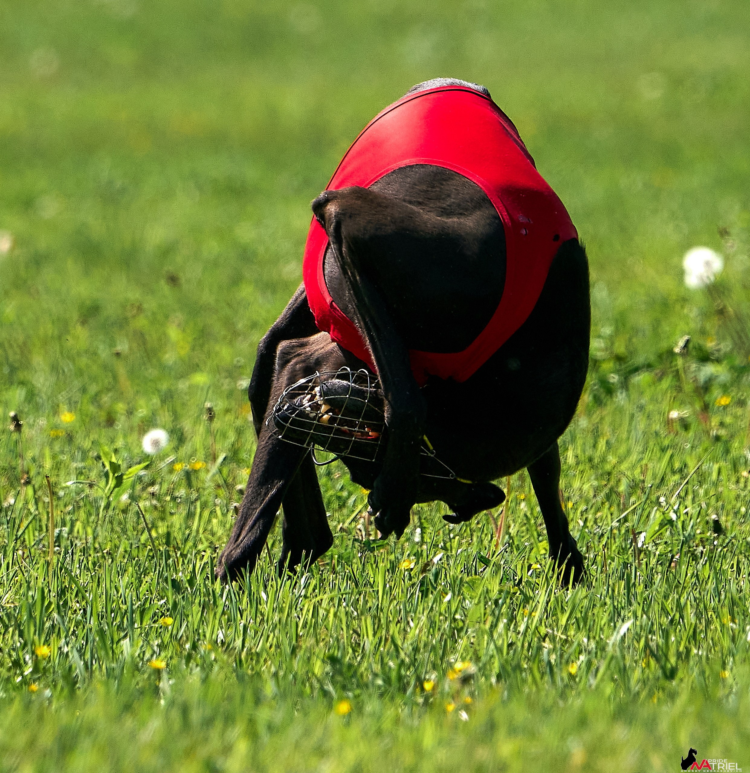 Съемка курсинг — галерея NATRIEL