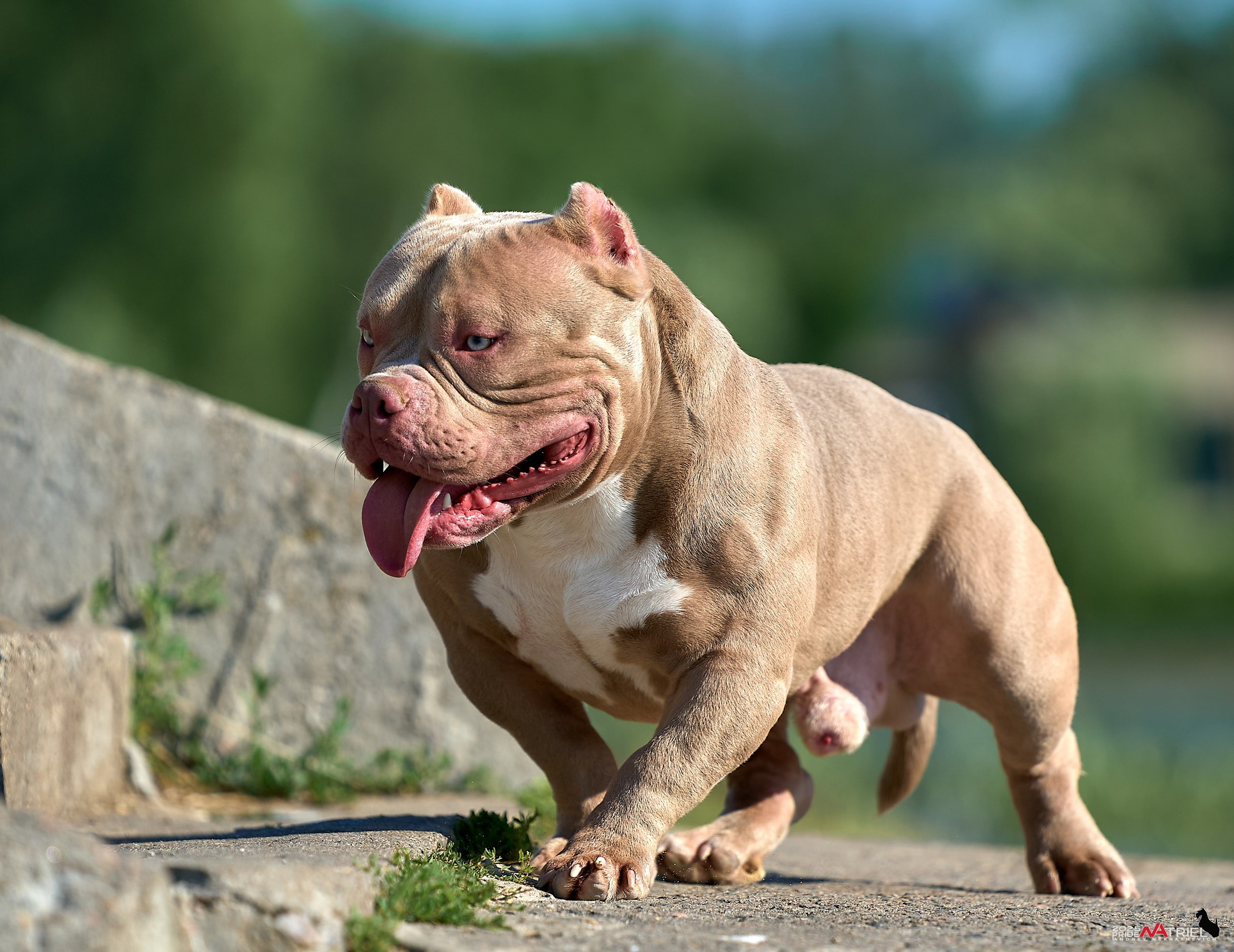 Съемка собак породы булли на природе