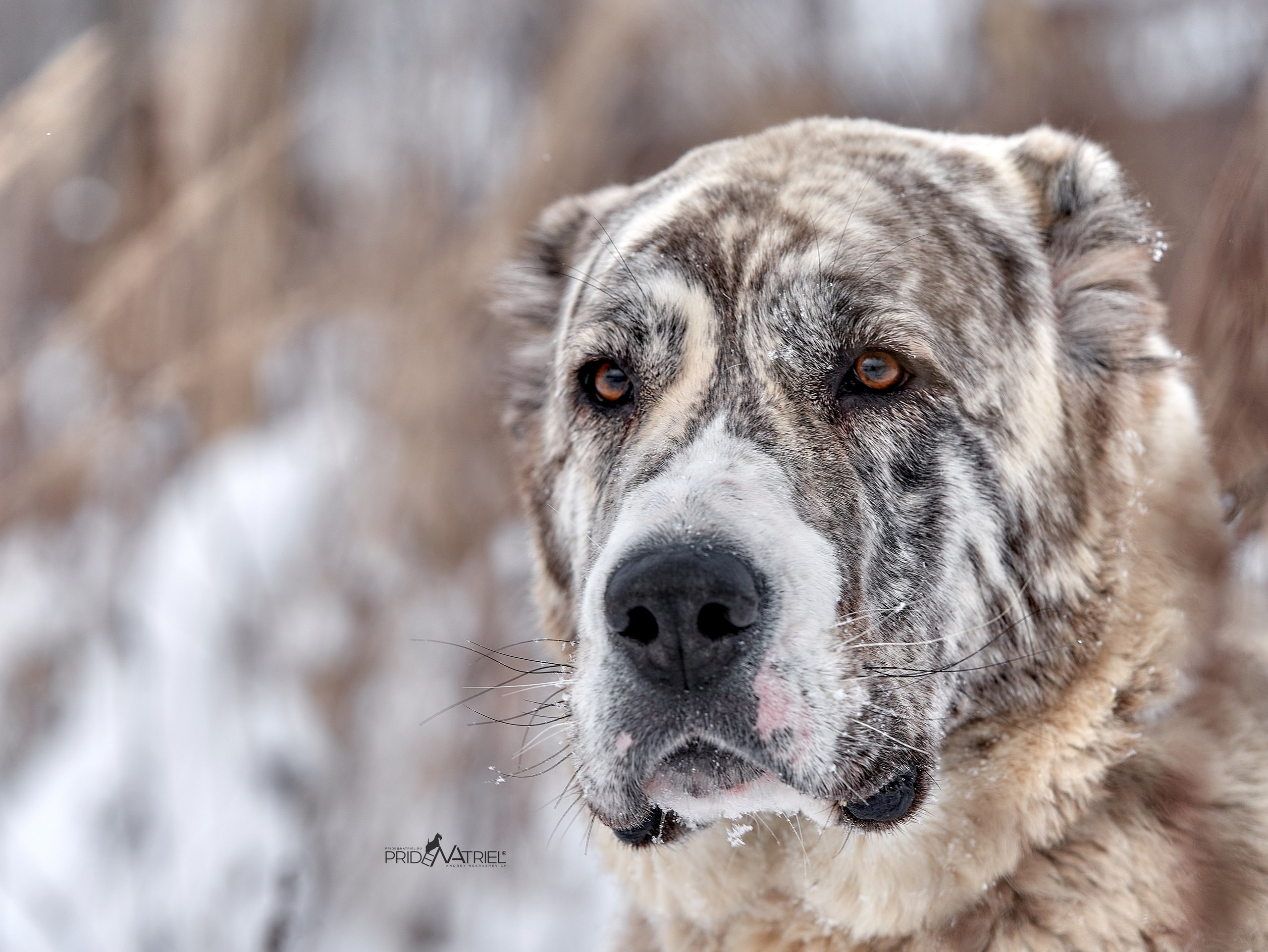Портреты собак — галерея NATRIEL