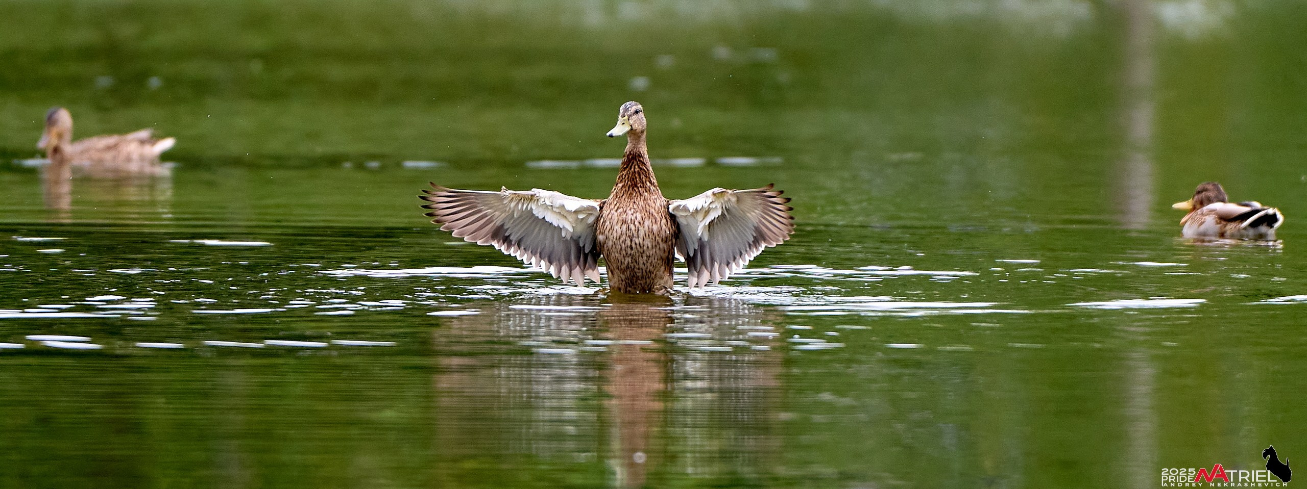 Утки на пруду