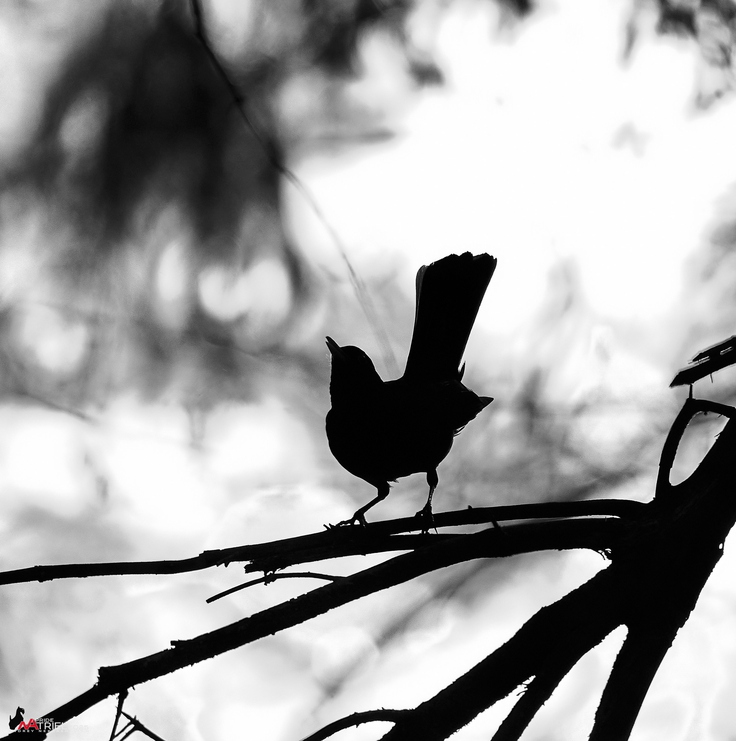 Съемка в майском лесу