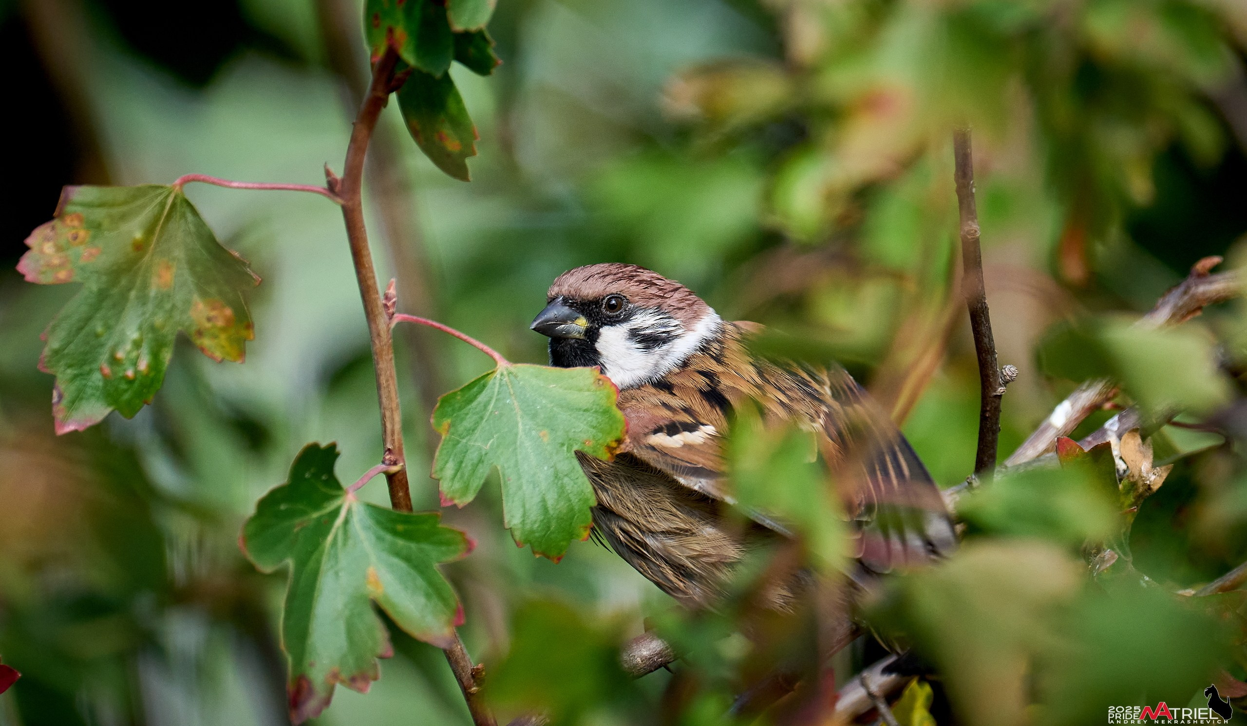 Съемка с объективом Sony 200-600 на камеру Sony A1m2