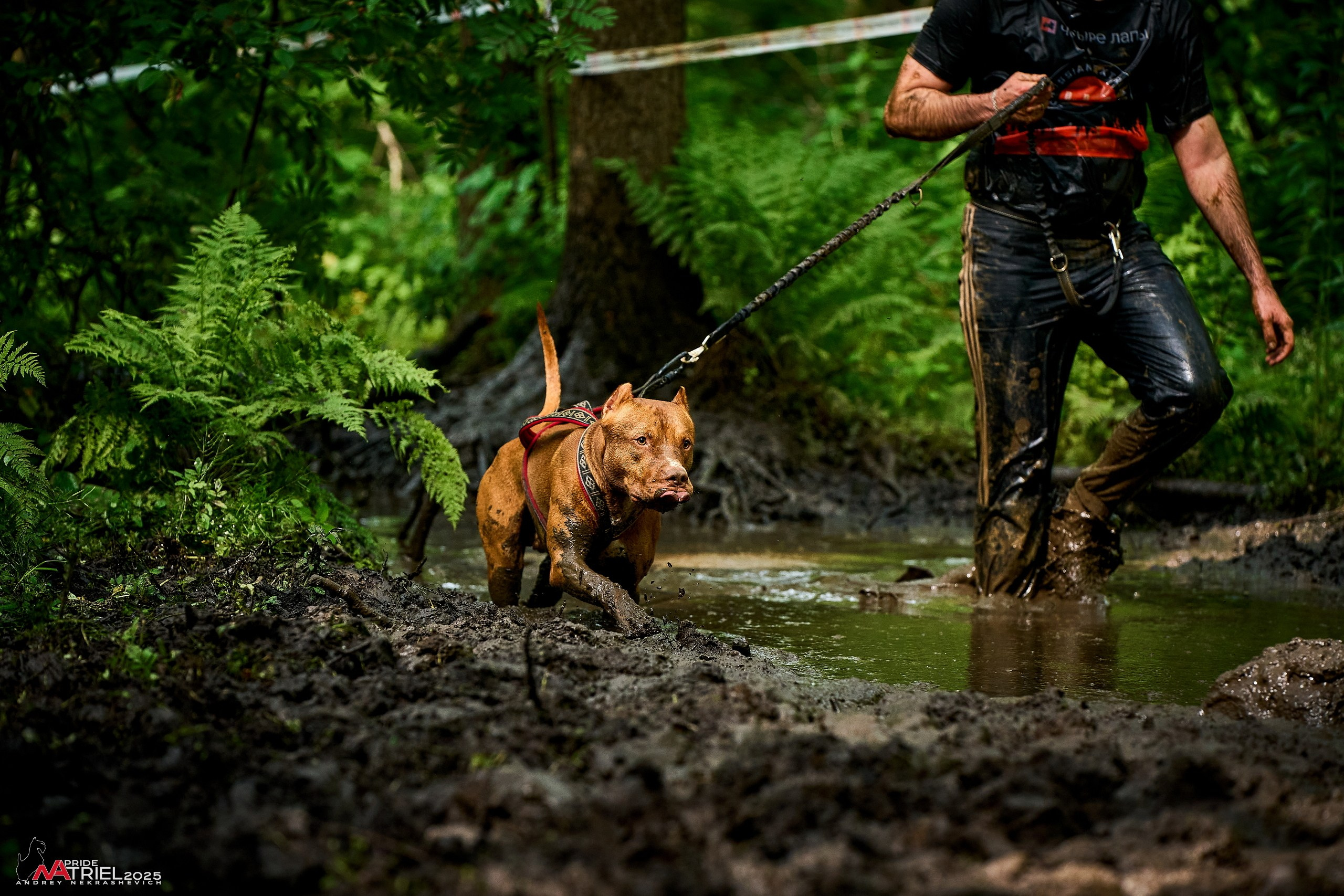 Russian Extreme Dog Trail — 2025