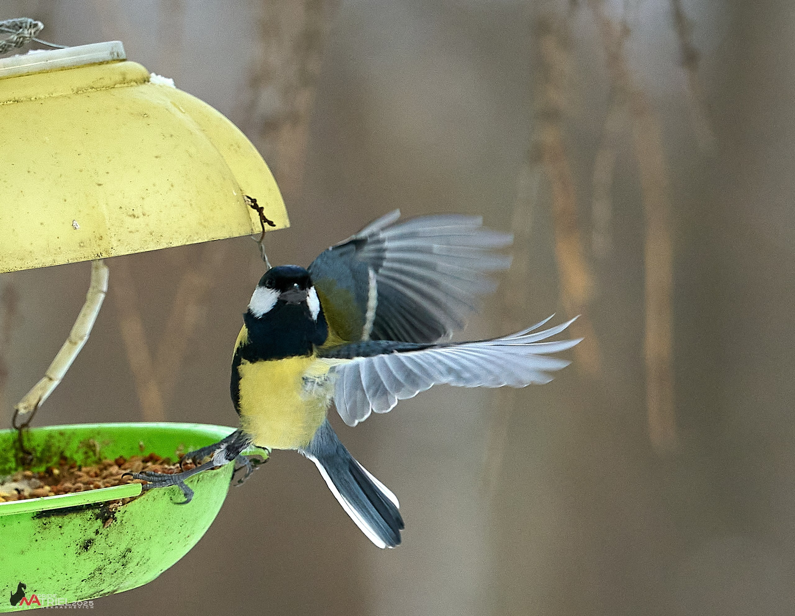 Фотопрогулка с птицами