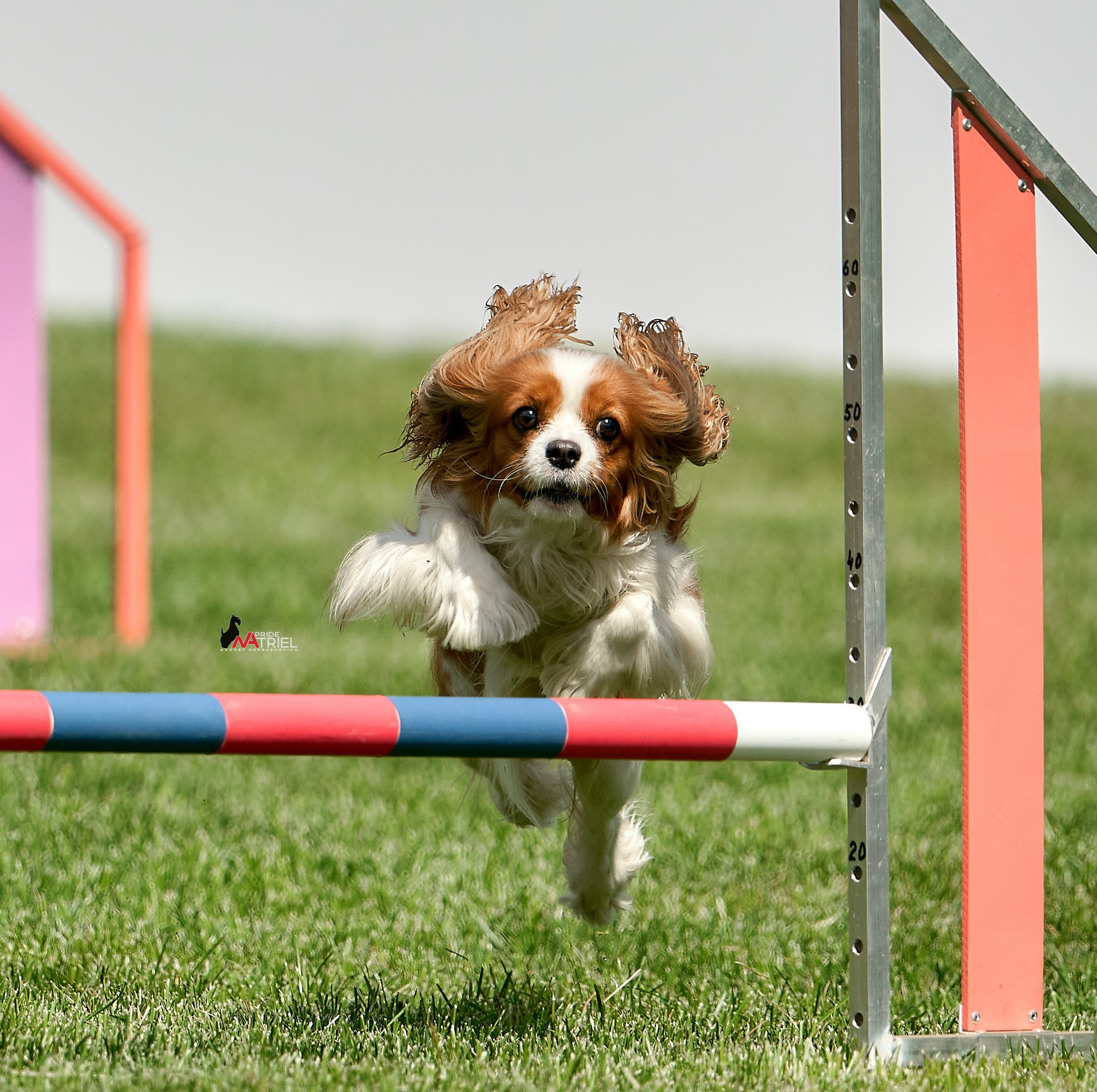 Аджилити — галерея NATRIEL