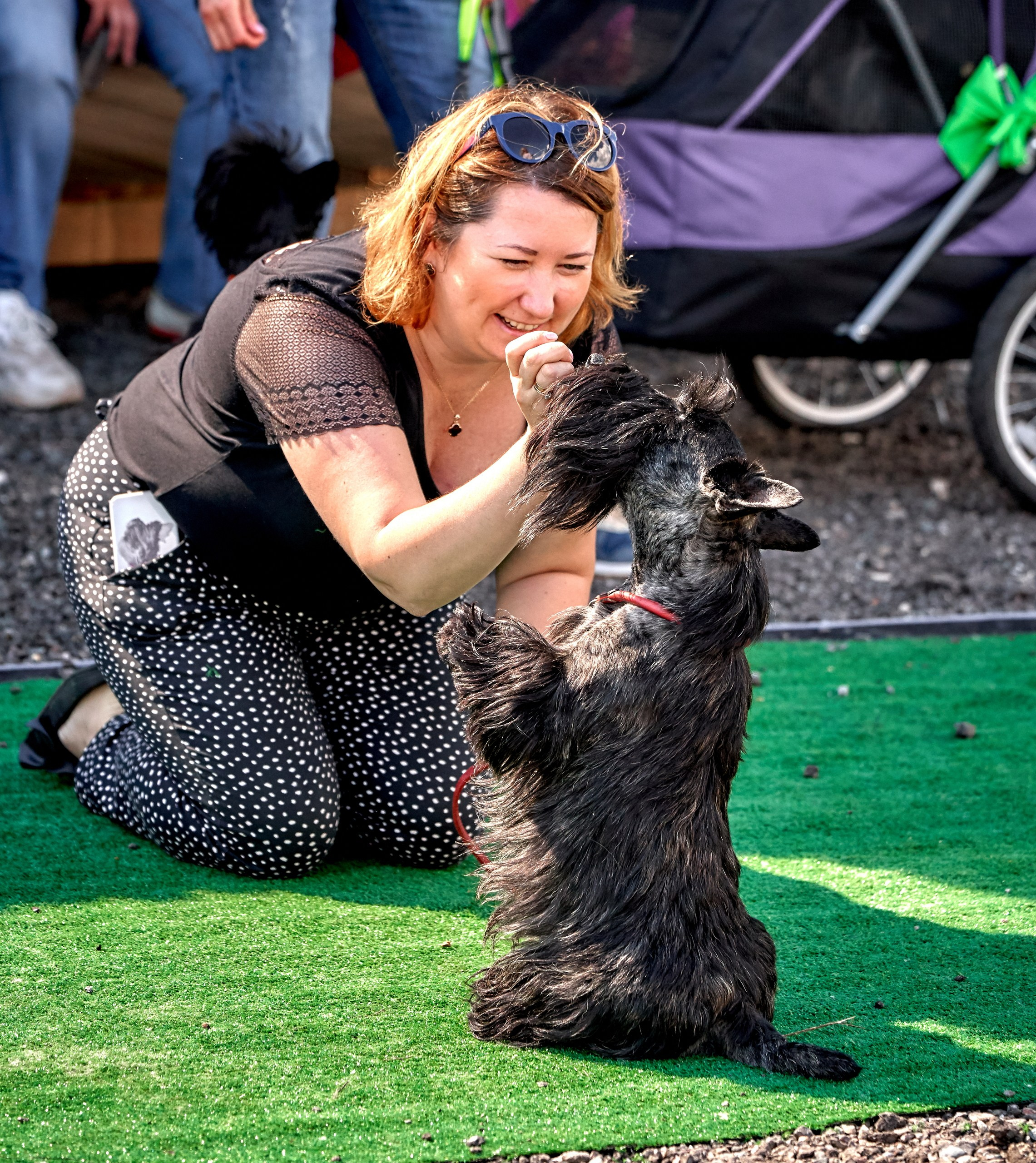 Мероприятия с собаками — галерея NATRIEL