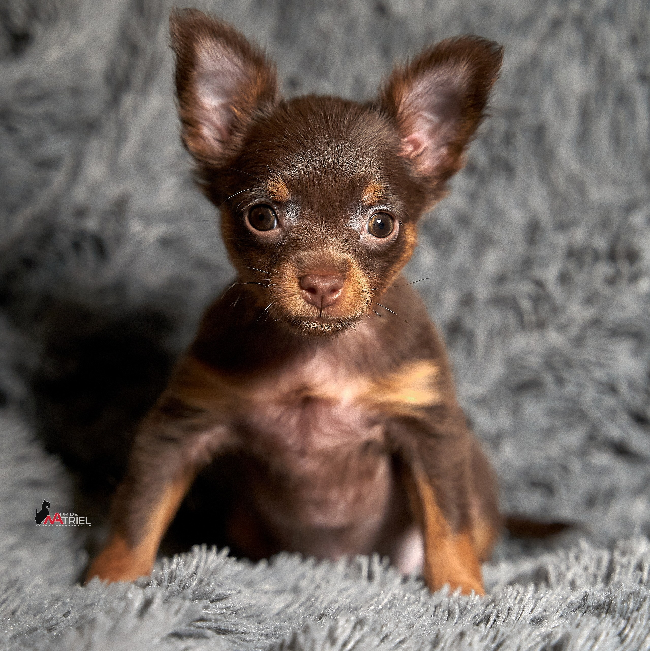 Щенки дома — галерея NATRIEL