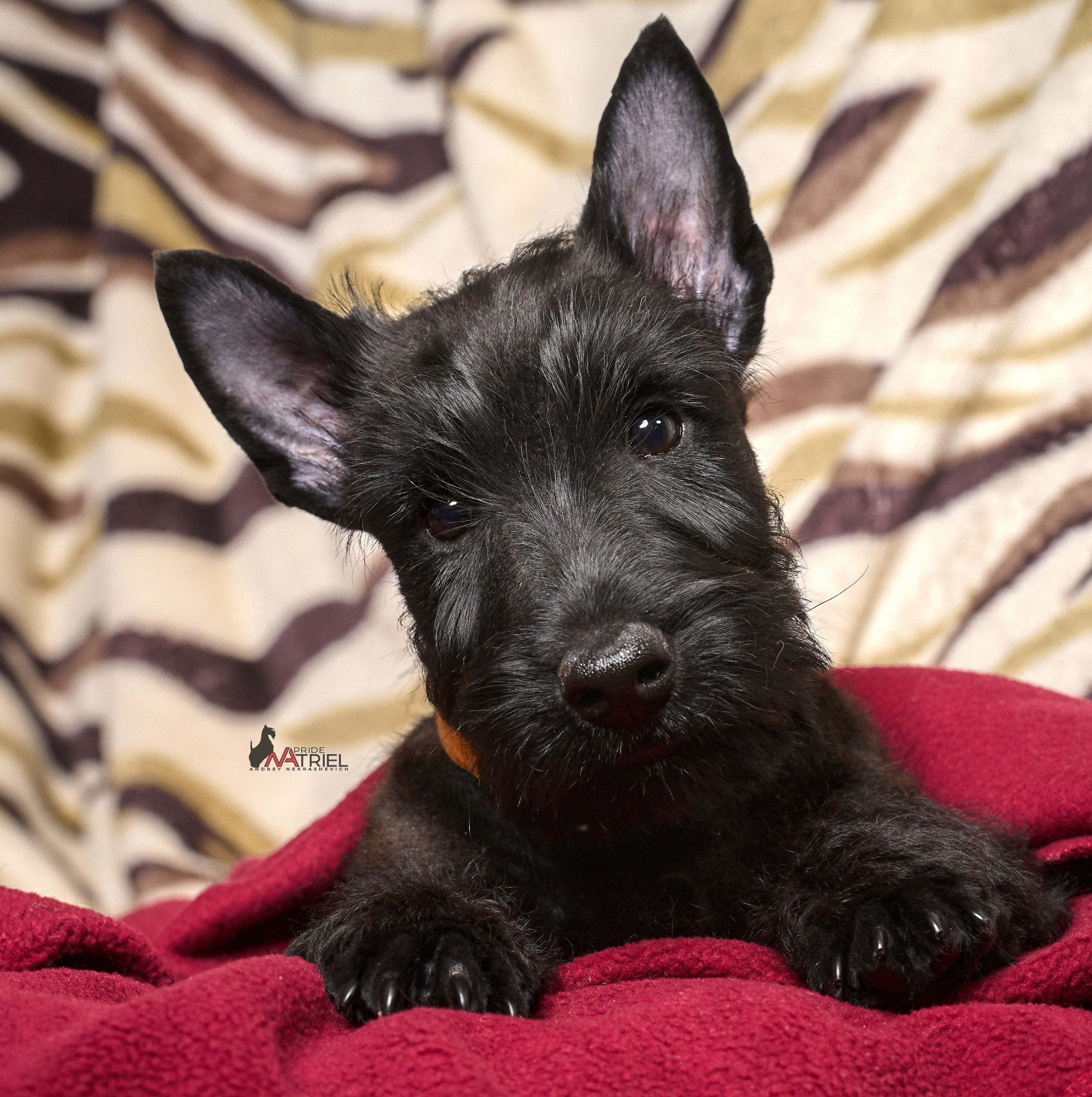 Щенки дома — галерея NATRIEL