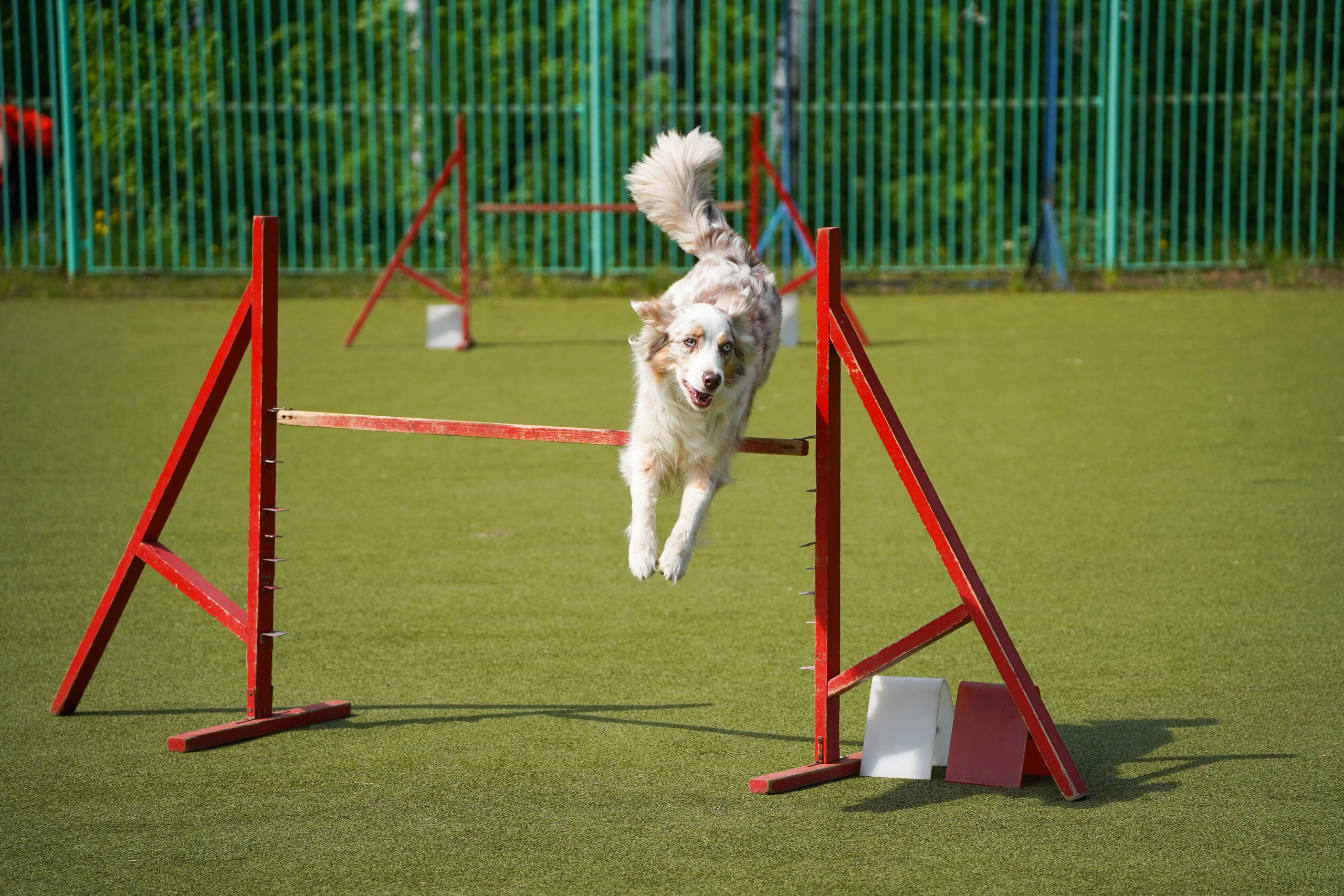 Аджилити 25.05.24, Санкт-Петербург. Фотограф-анималист Анастасия Большакова
