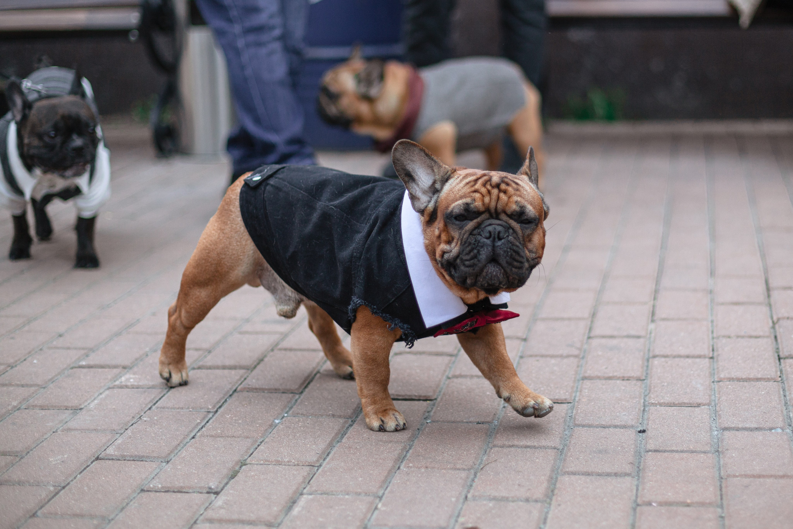 Бульбалл 23.04.2023. Фотограф-анималист Татьяна Степанова