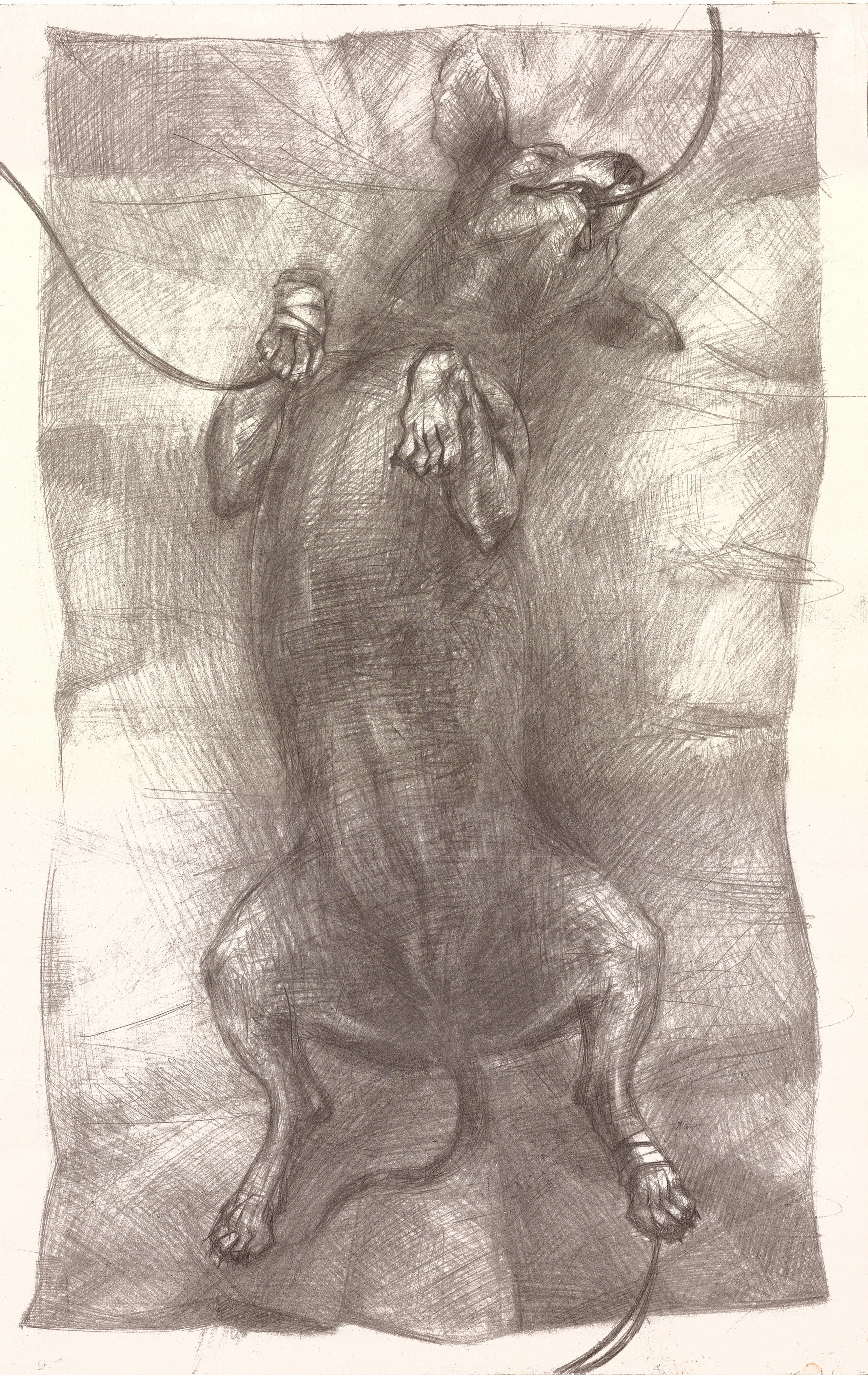 Серия "анестезия". 2018. Бумага, графический карандаш.