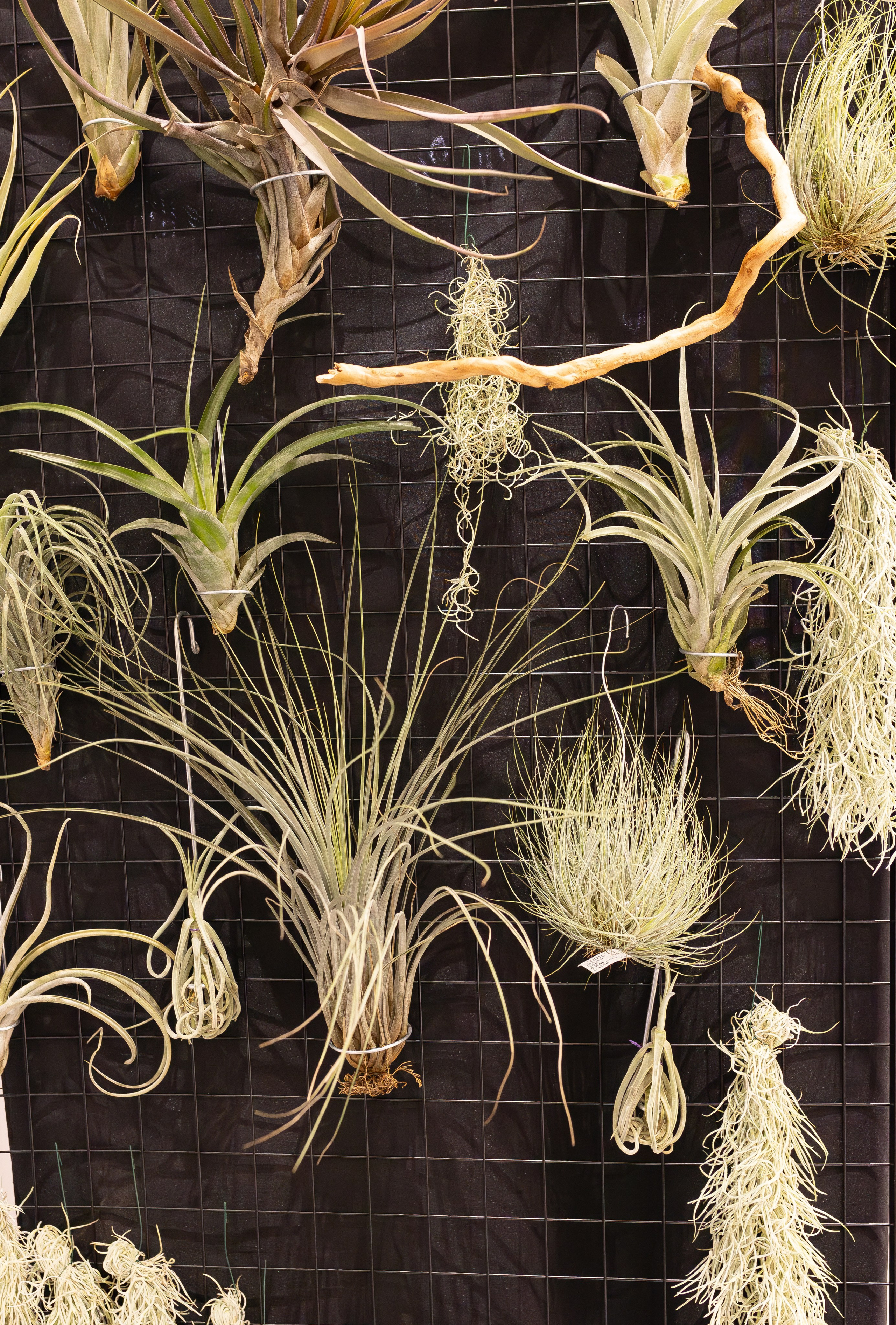 Монстериум апрель 2026. Александра Куликова фотограф, Москва