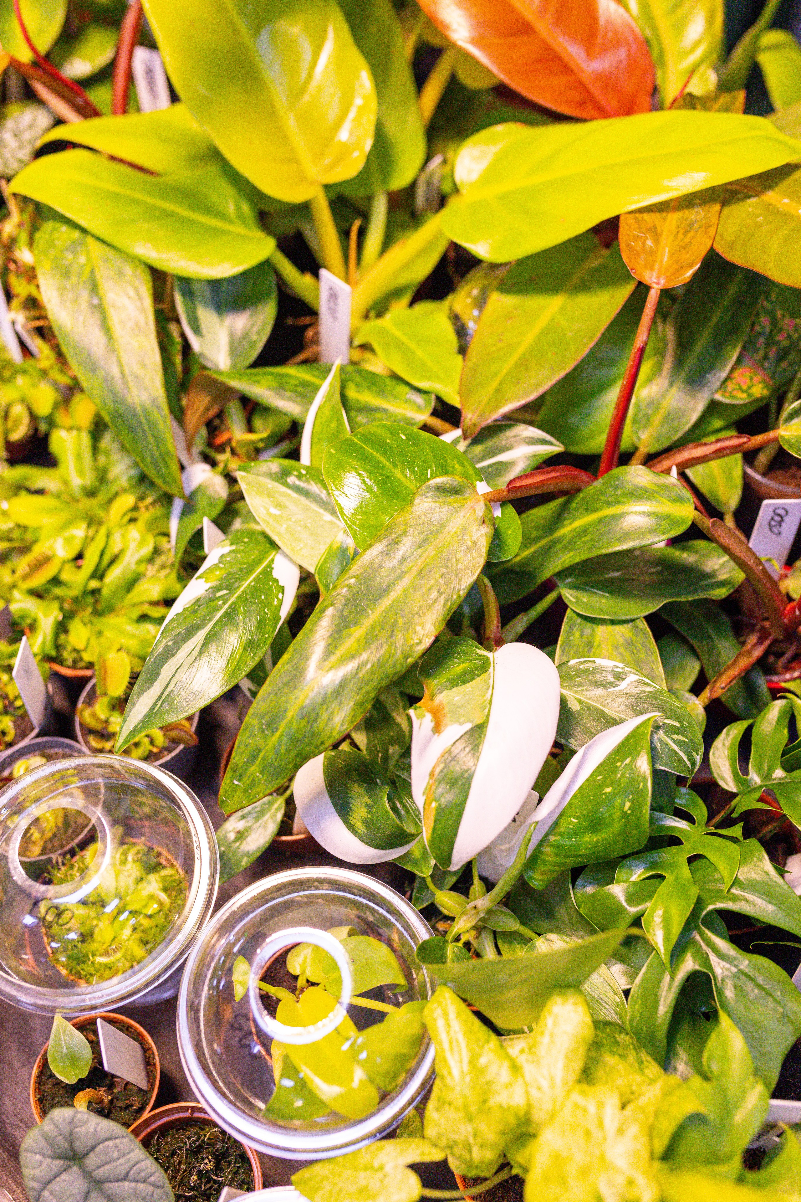 Монстериум 11–12 октября. Александра Куликова фотограф, Москва