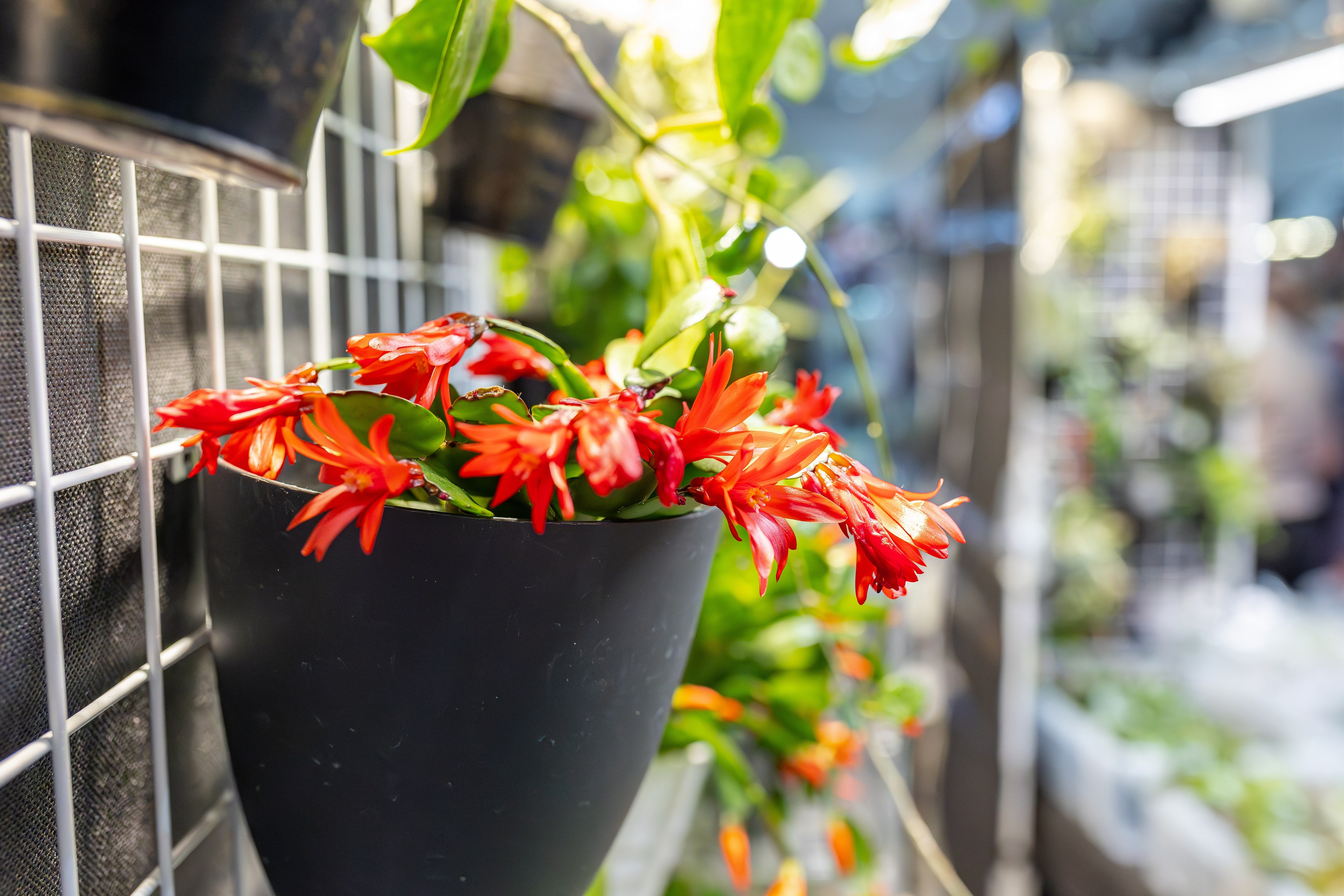 Монстериум апрель 2026. Александра Куликова фотограф, Москва