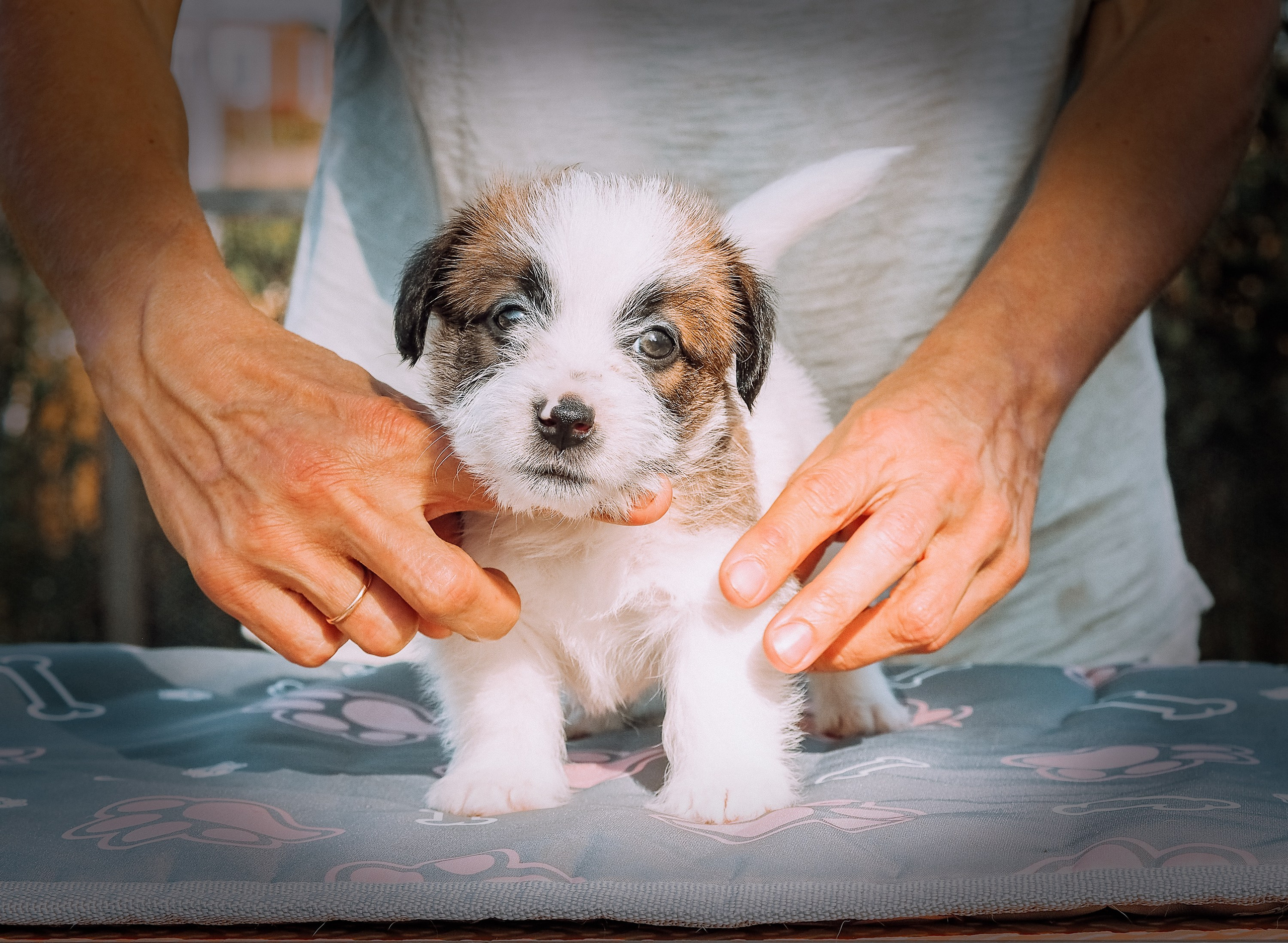 X_MAL_3_БРЫЖ. CANE MAESTRO — kennel Jack Russell Terrier