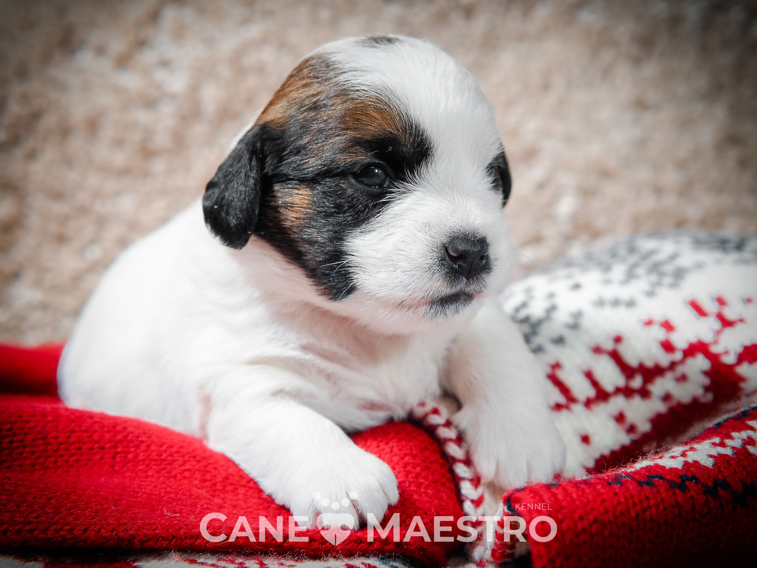 3_Девочка_СНЕЖНАЯ_Ц. CANE MAESTRO — kennel Jack Russell Terrier
