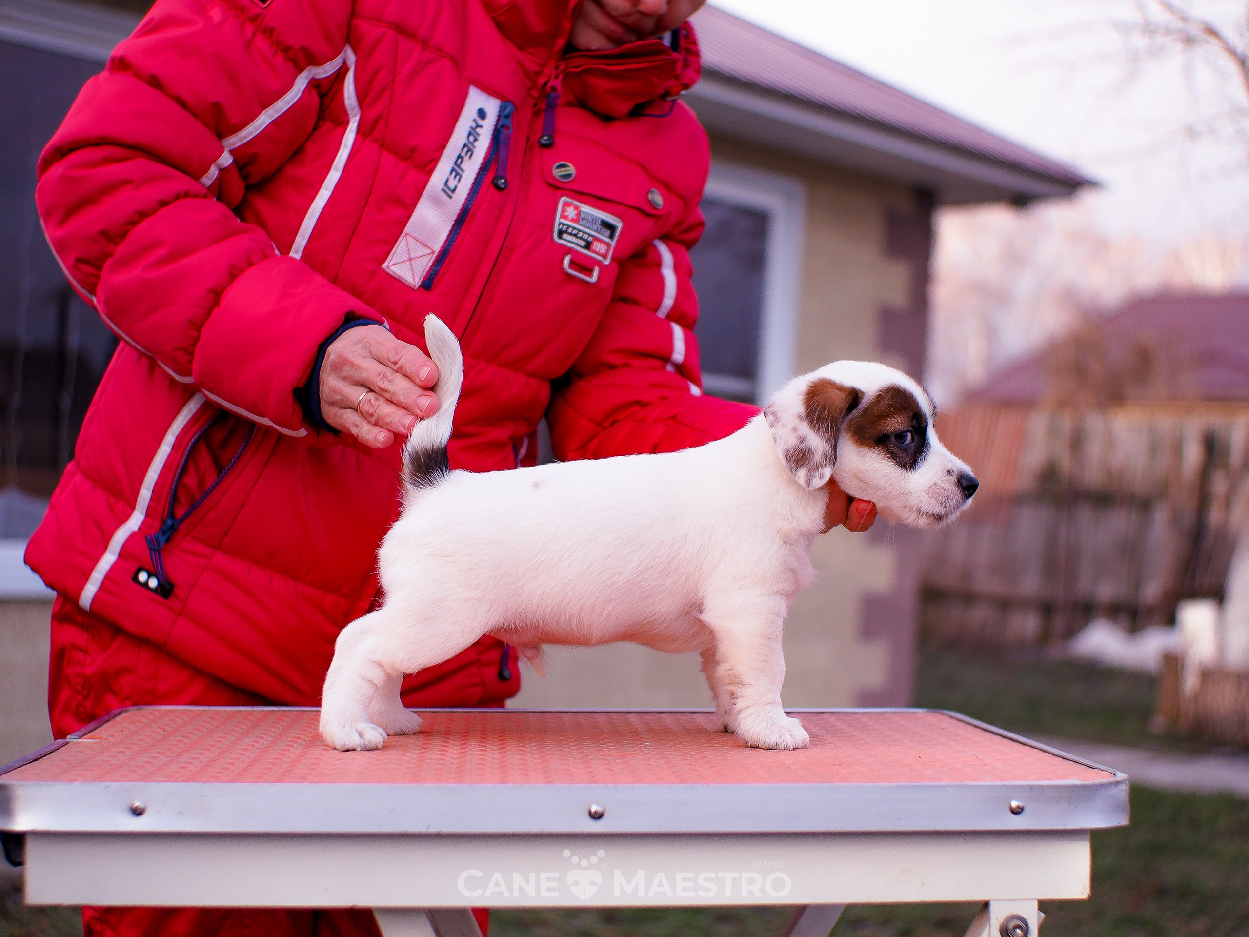 1КОБЛ_МОНОКЛЬ_Ц_ЛИТТЕР. CANE MAESTRO — kennel Jack Russell Terrier