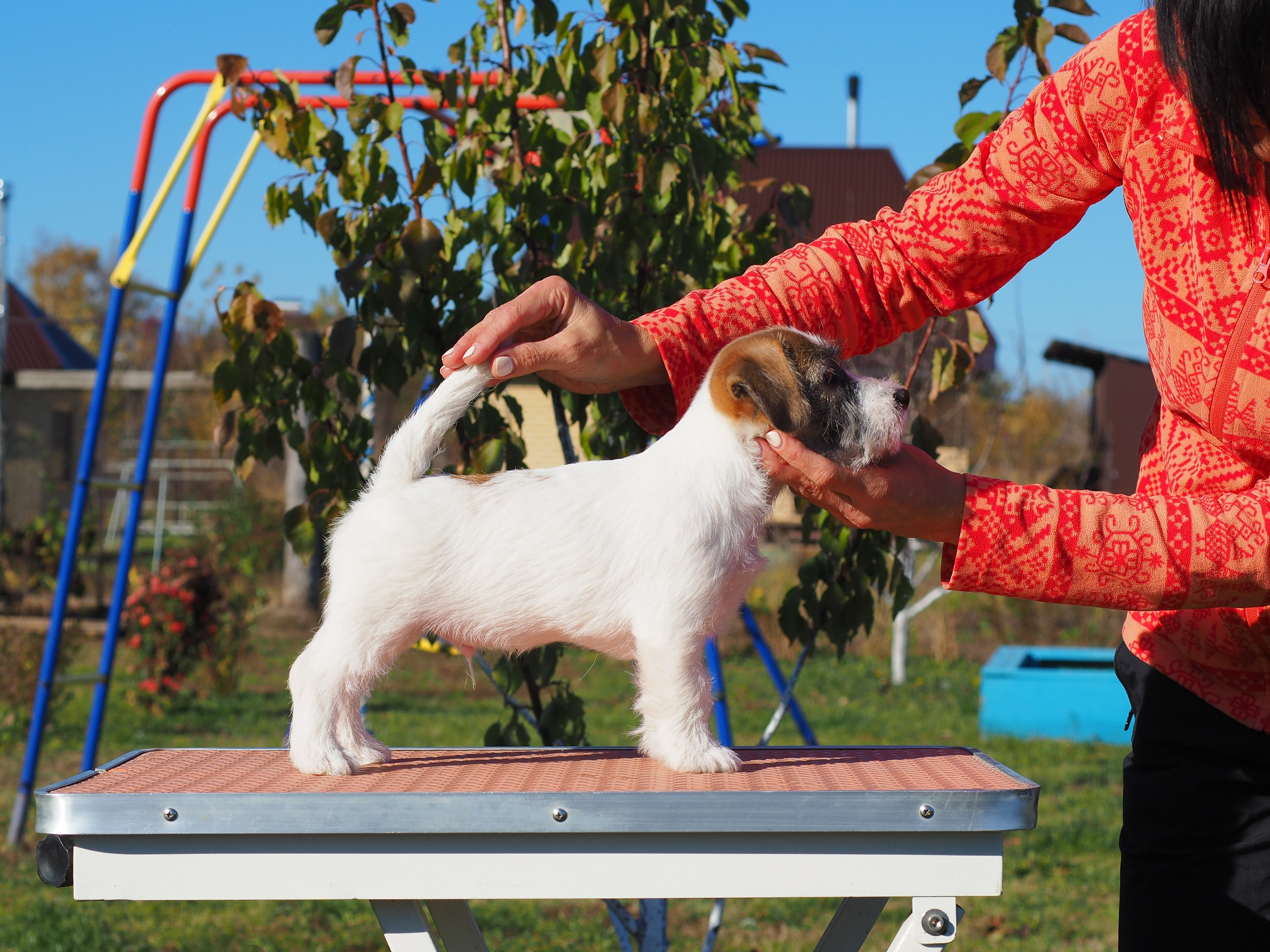 Щенок кобель ДРТ. КАНЕ МАЭСТРО — питомник Джек рассел терьеров