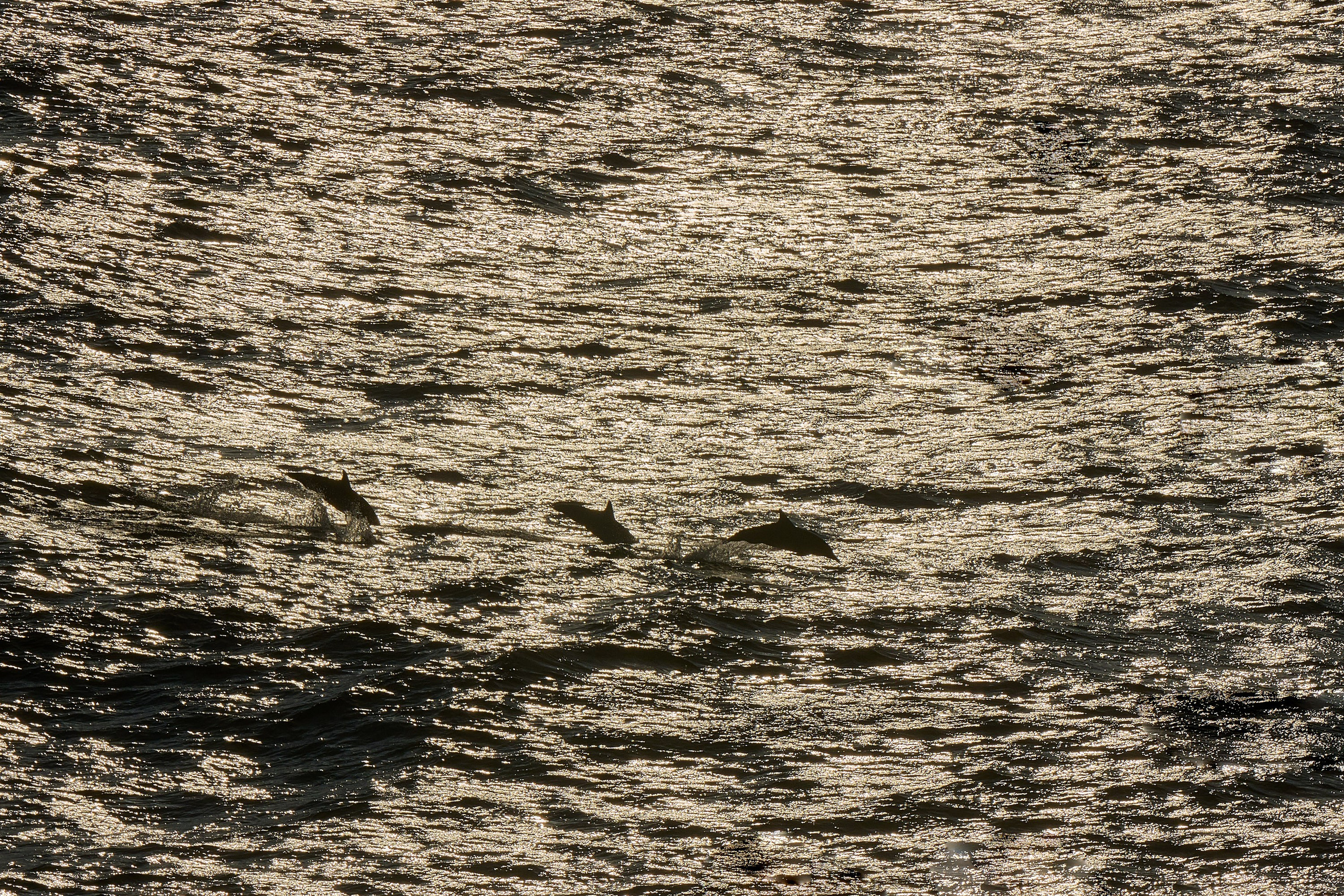 Фотографии животных. Яркие фото на Чёрном море