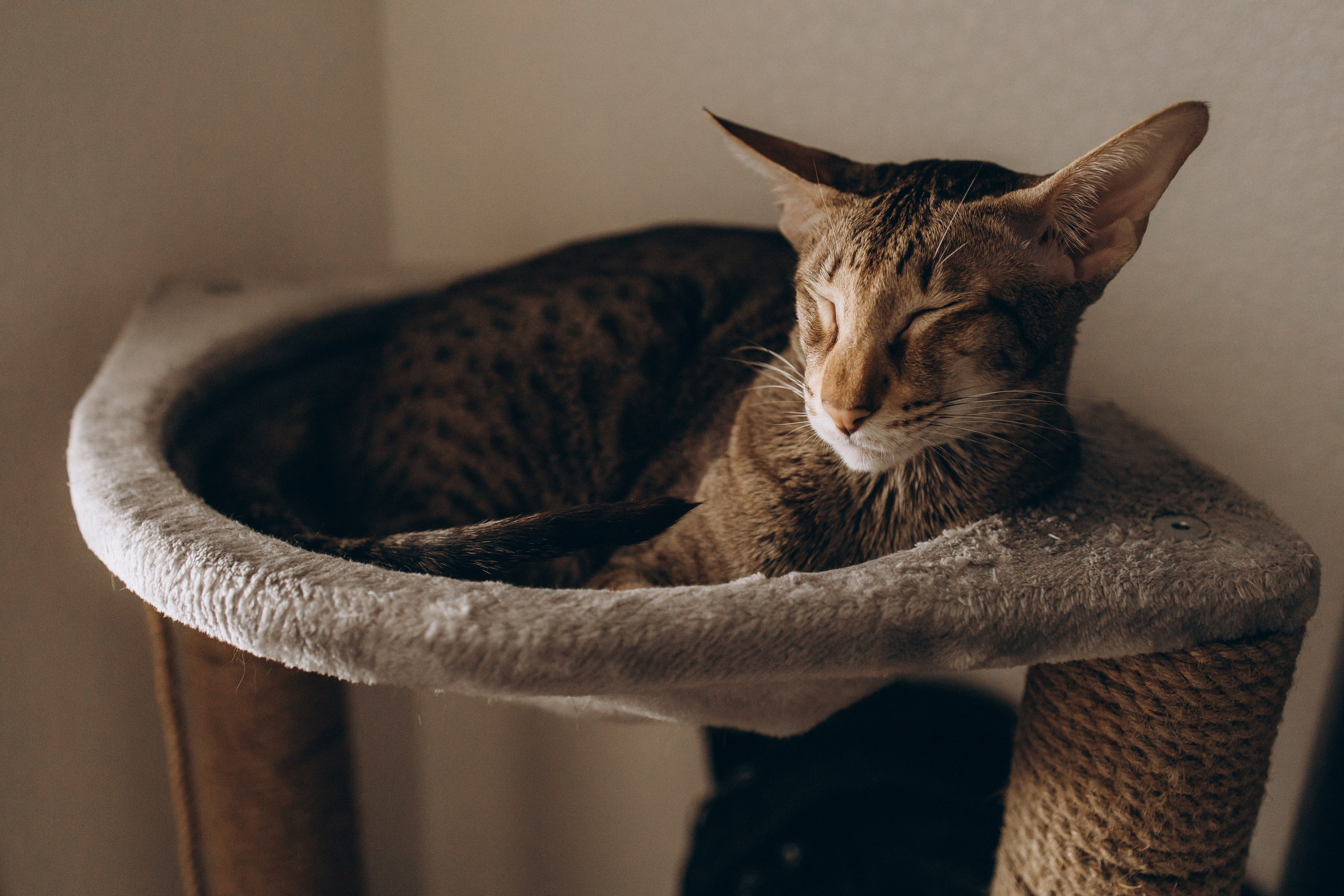 Уютная домашняя съемка с малышкой и котиком. Семейный фотограф в Москве, Щелково, Фрязино _ Виктория Степанова