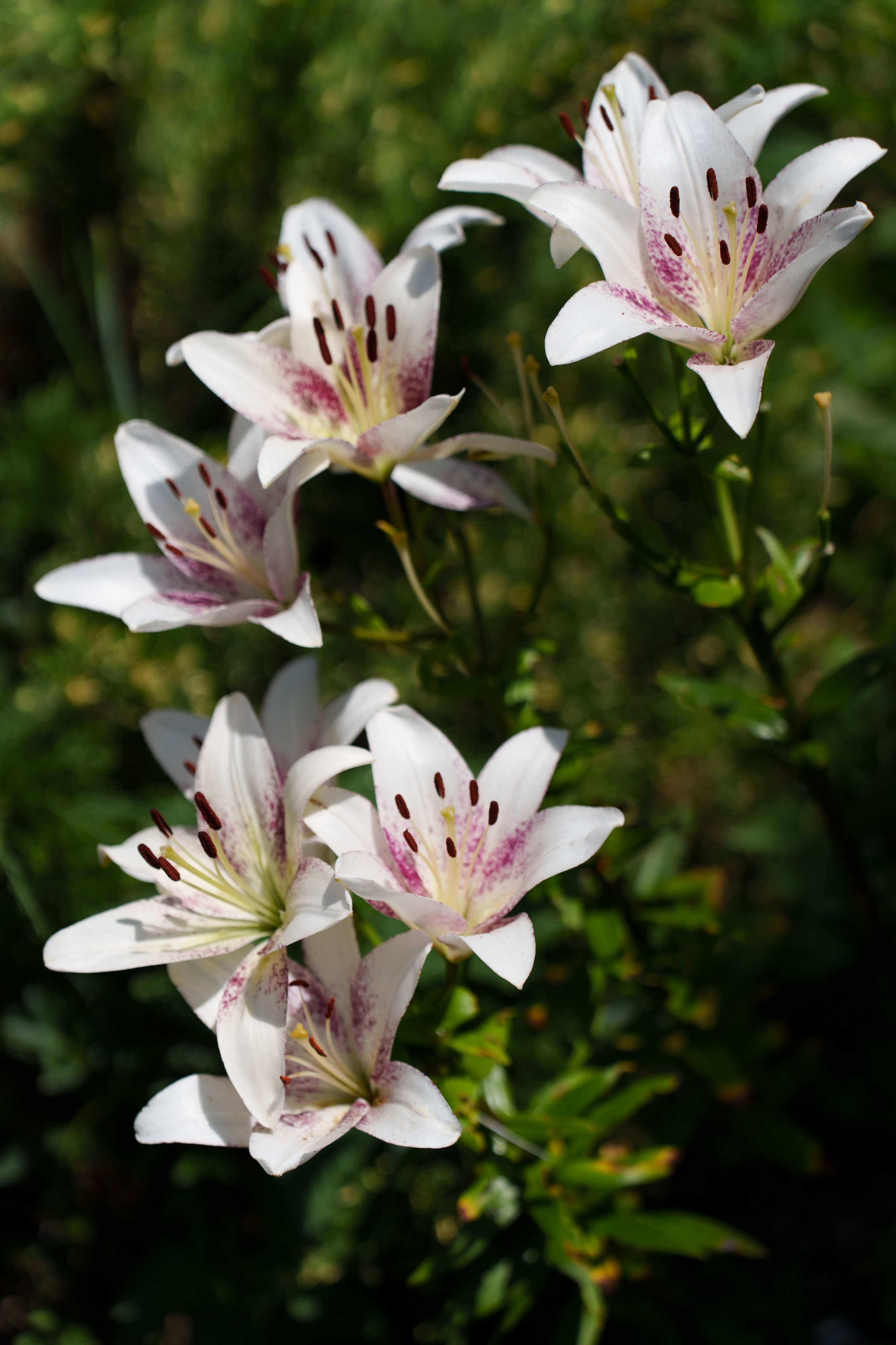 Сельский шик. Виктория Саханкова — портретный и семейный фотограф в Москве
