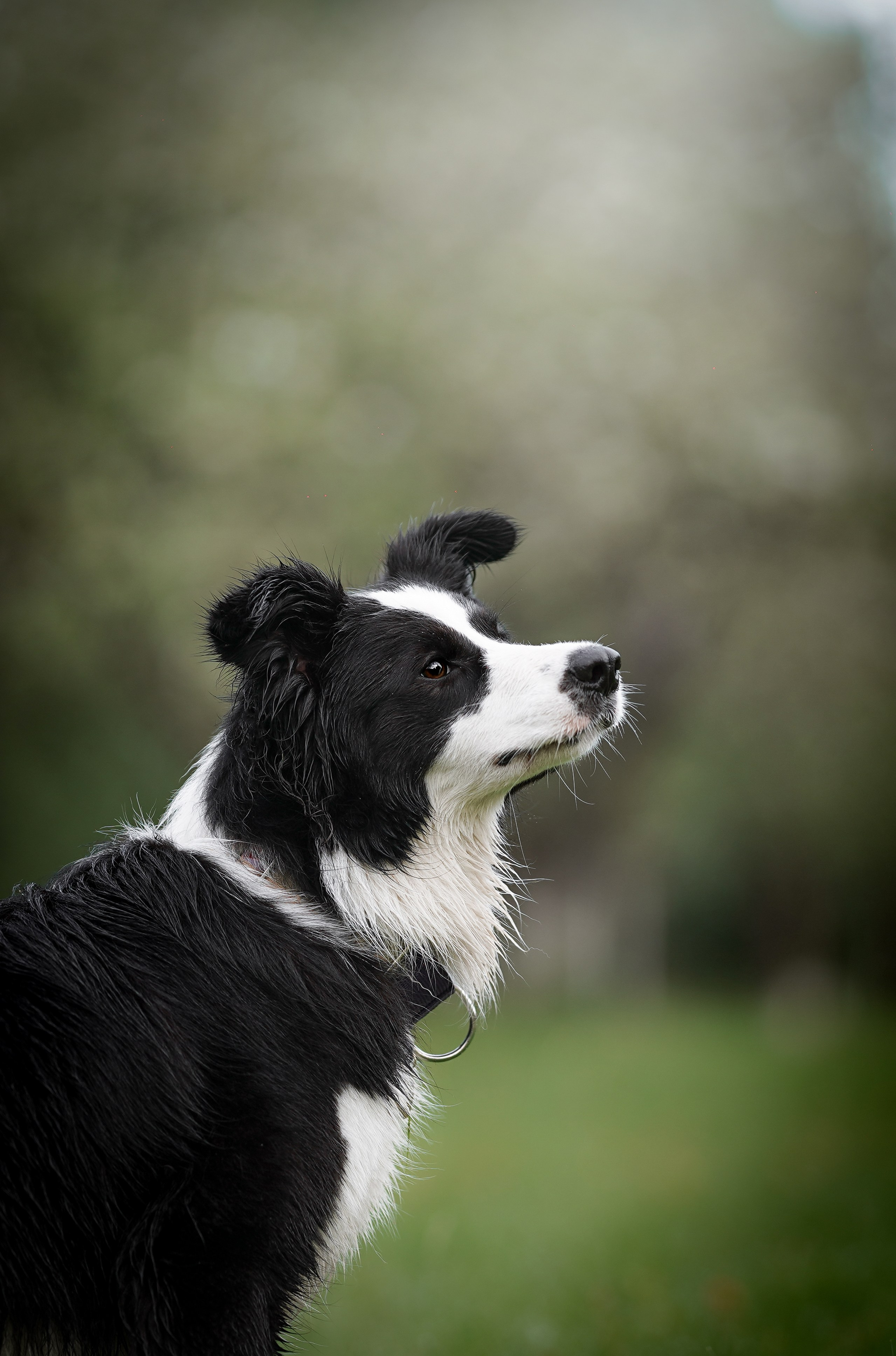 Юля, ее мама и Груша. Фотограф-анималист в Санкт-Петербурге Яна Мартынова