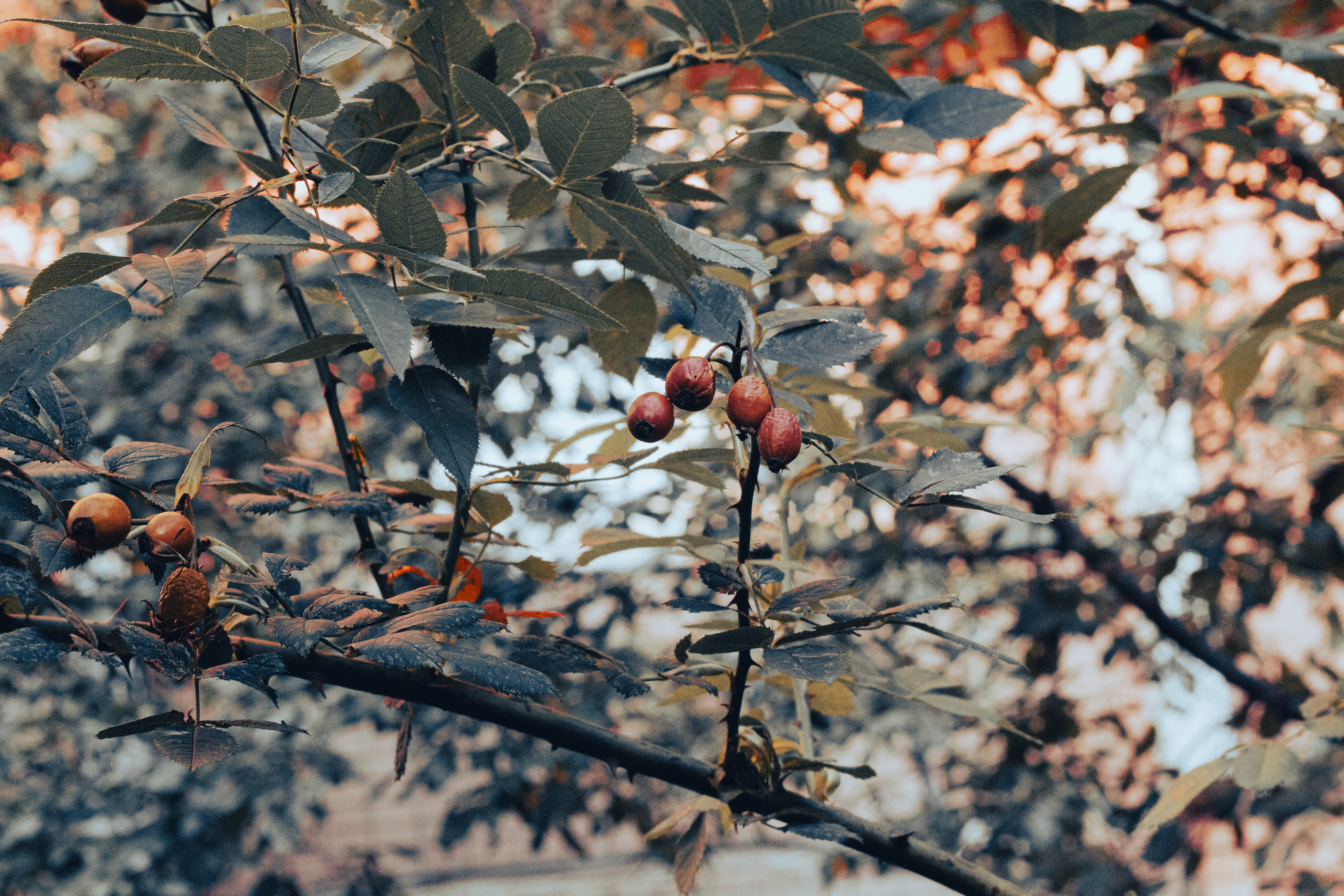 Природа. Фотограф Москва, портрет, стрит, репортаж. Художественная фотосессия