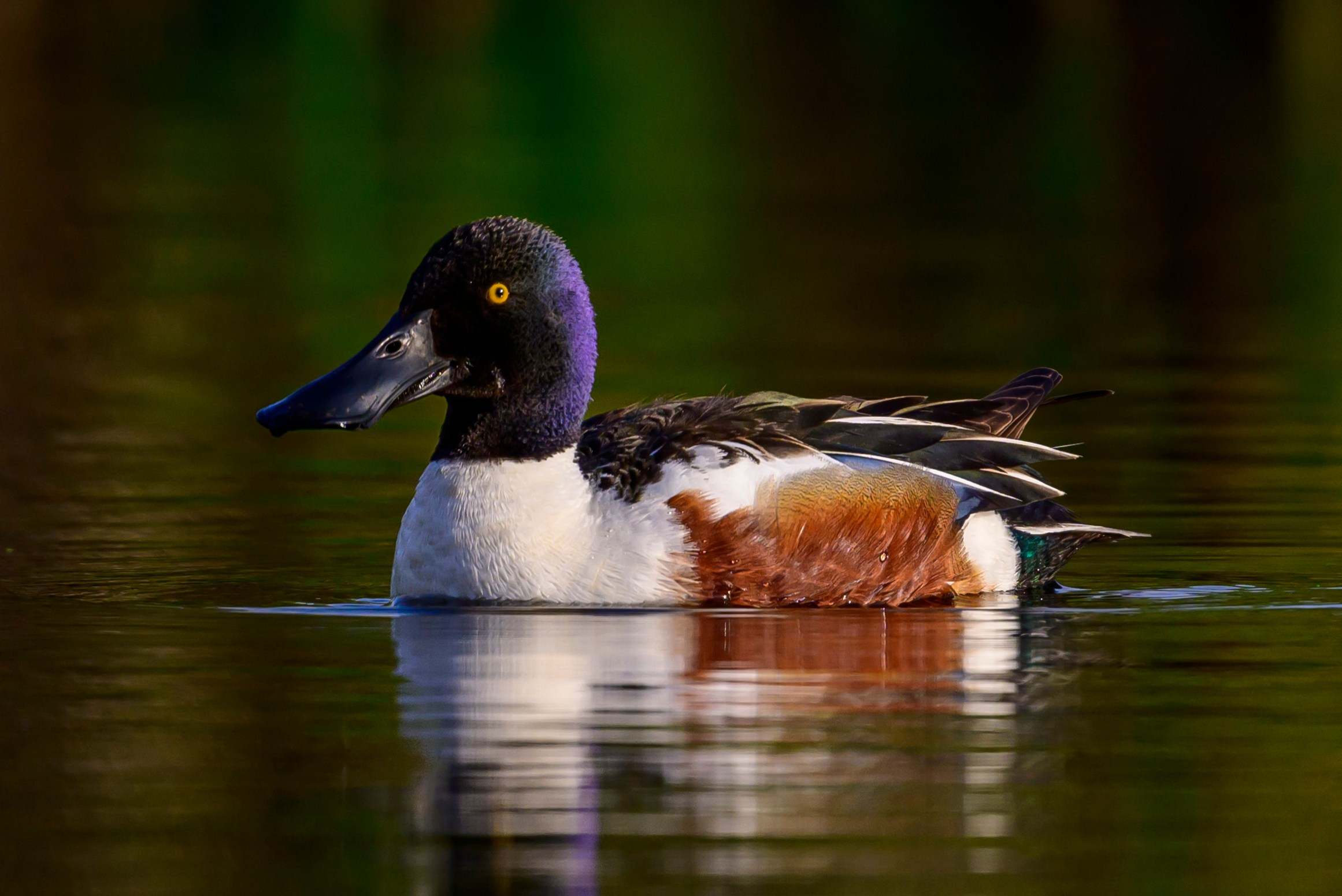 Черношейная поганка. Wildlife photography by Sergey Puponin