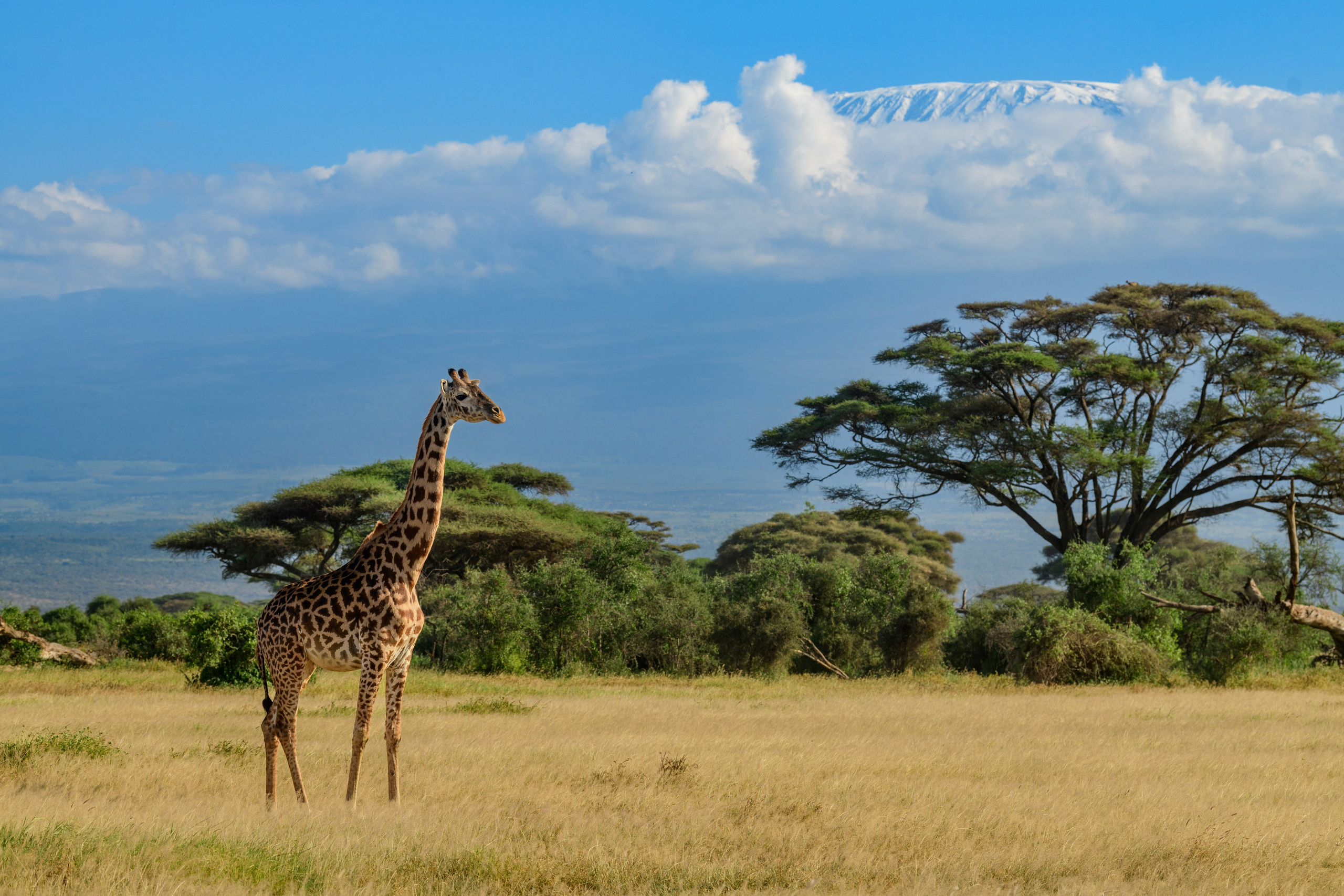 Кения. Wildlife photography by Sergey Puponin