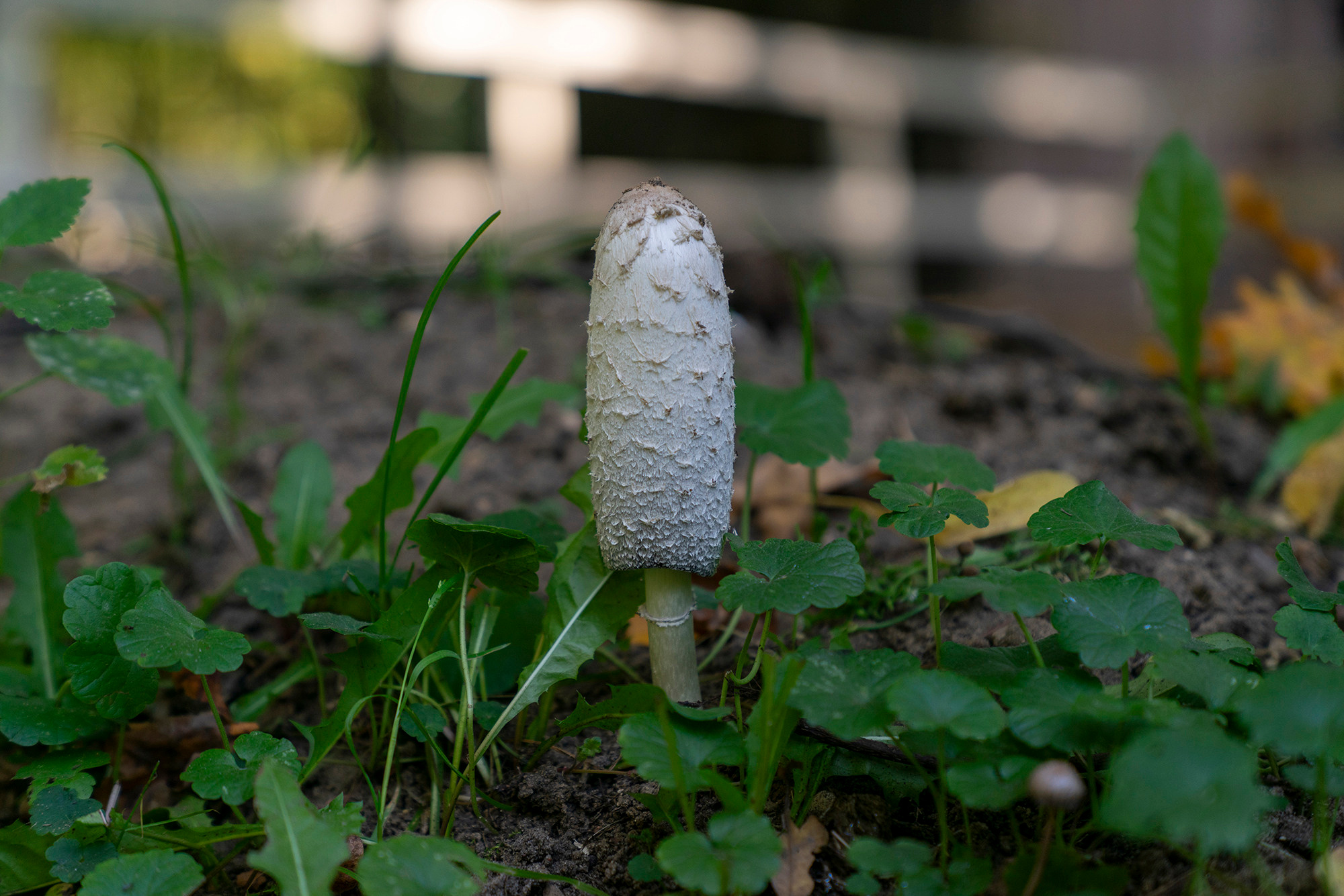 Цветы. Ваш личный фотограф Марина Волкова