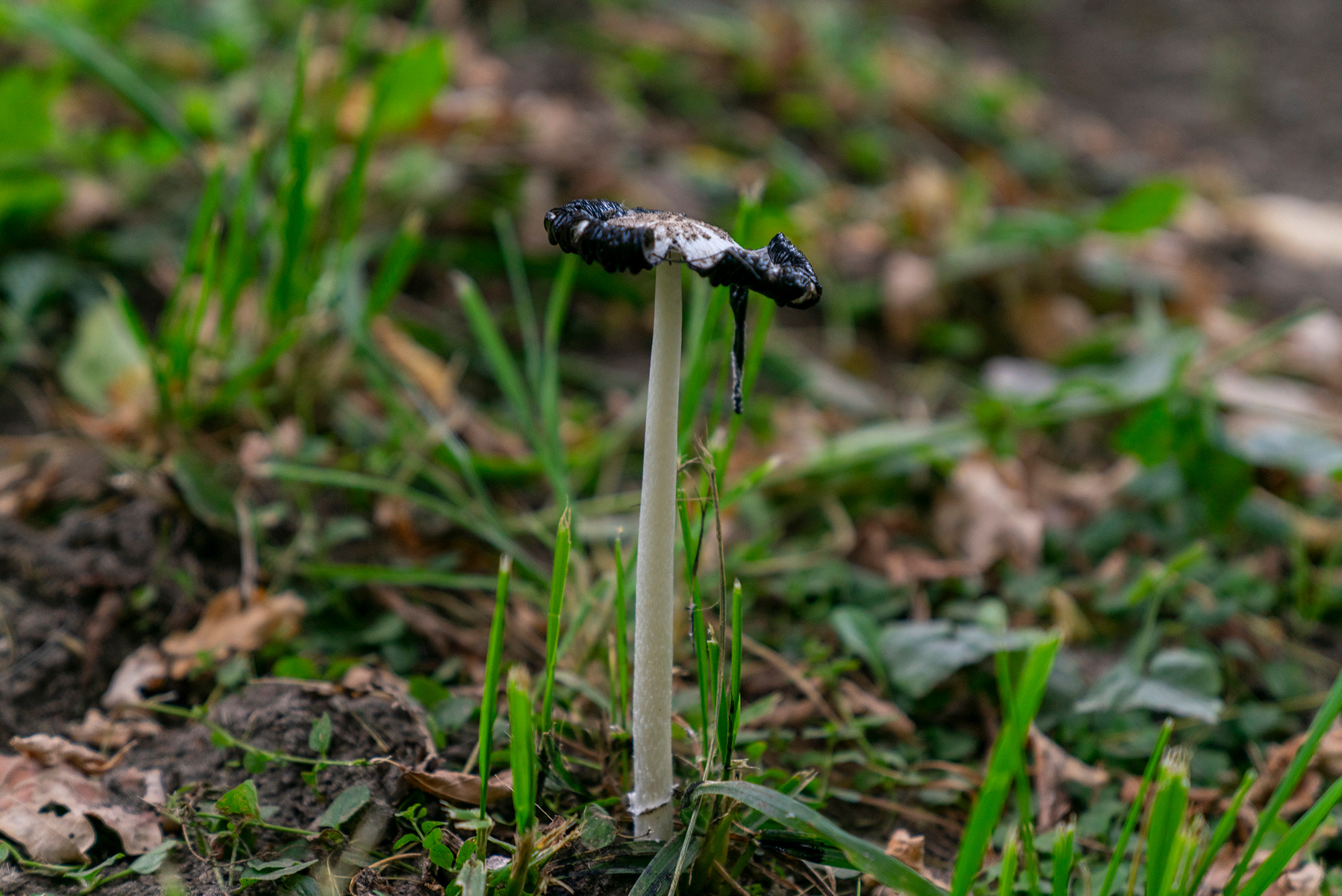 Цветы. Ваш личный фотограф Марина Волкова