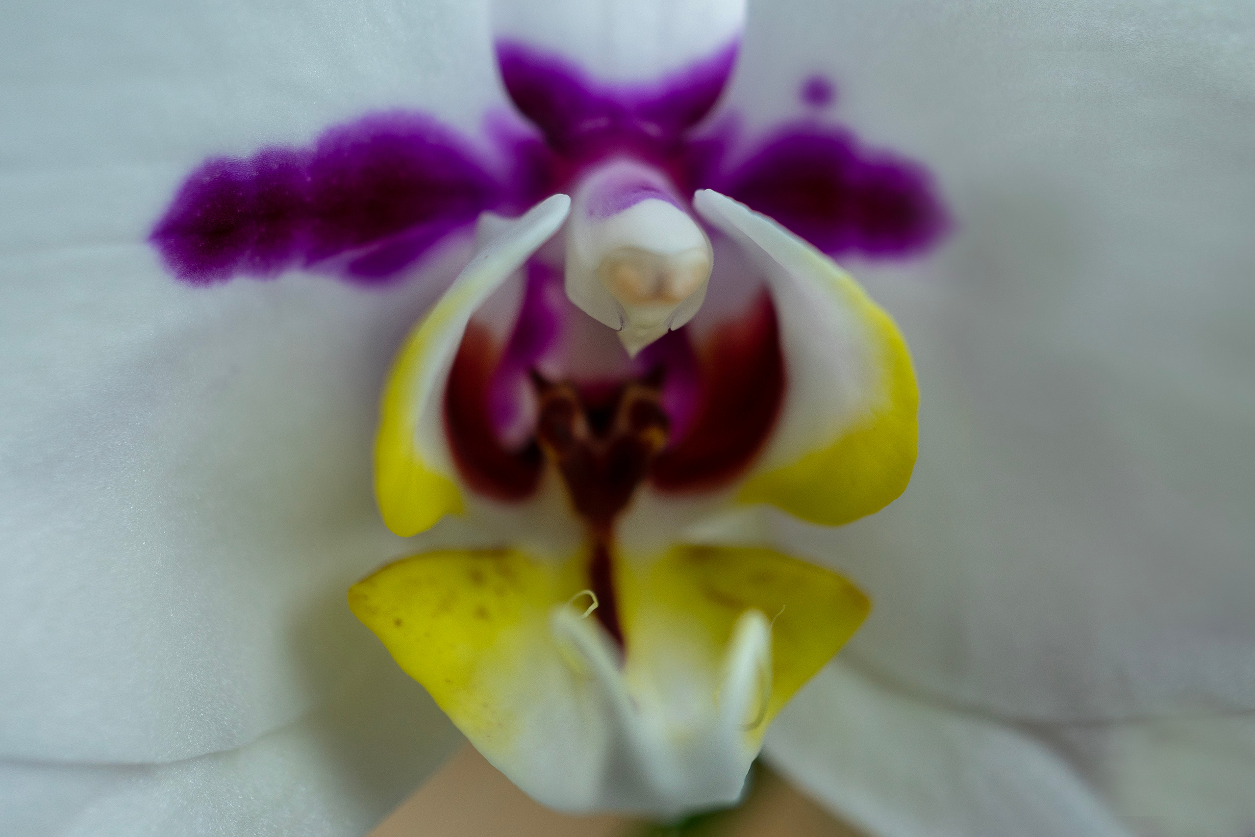 Цветы. Ваш личный фотограф Марина Волкова