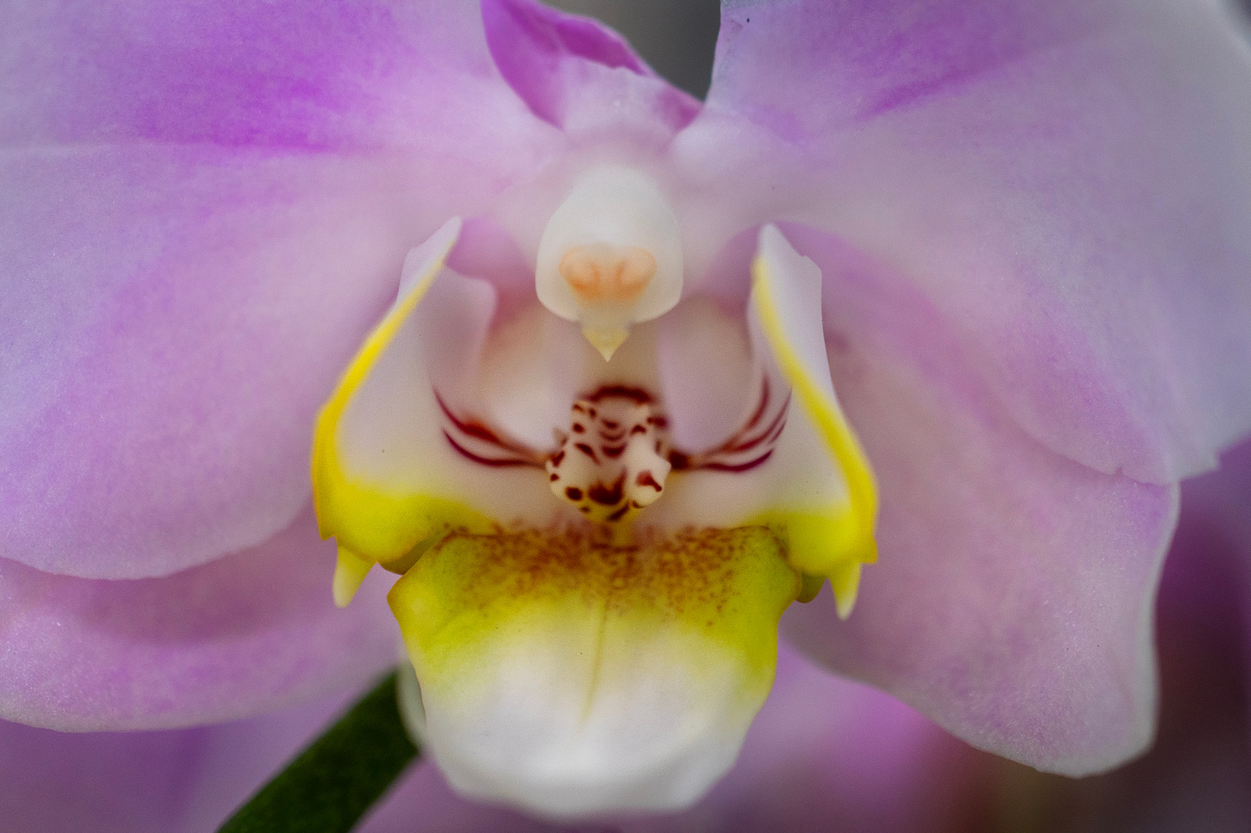 Цветы. Ваш личный фотограф Марина Волкова