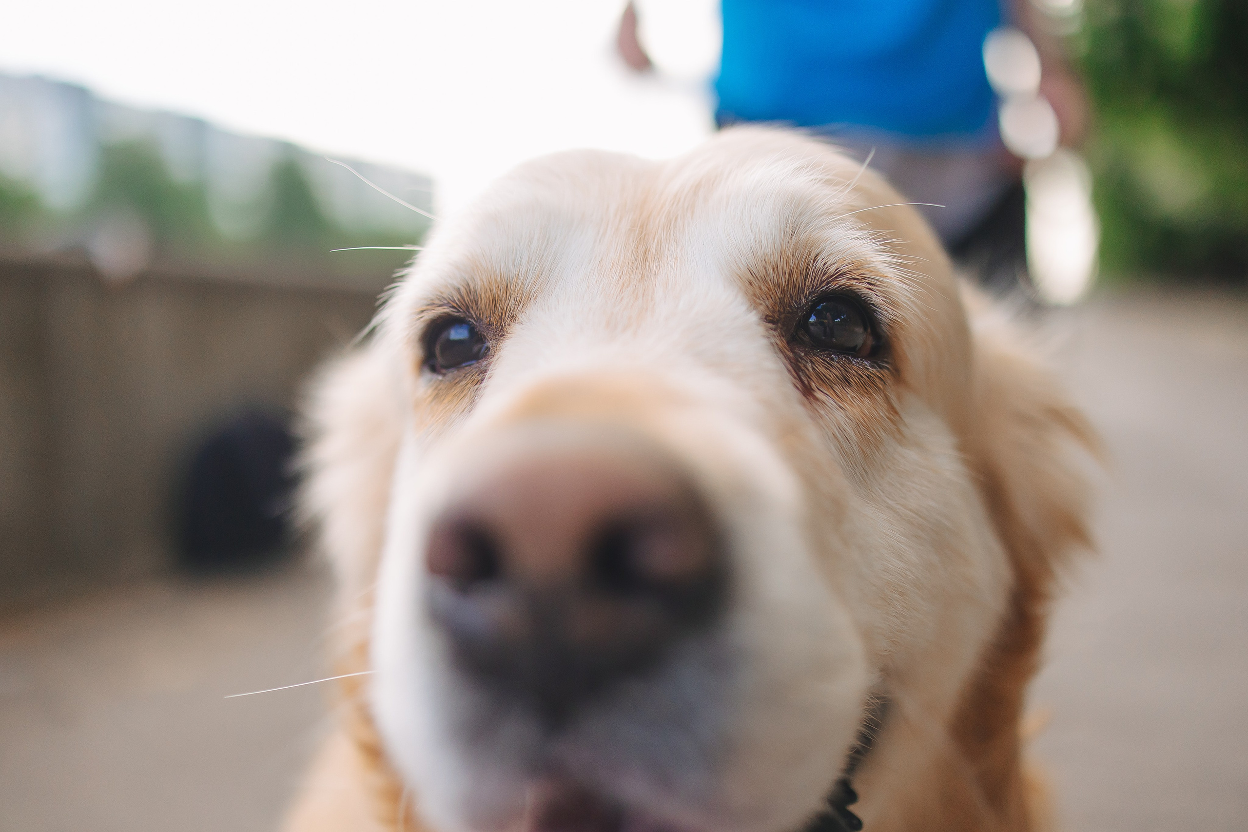 Золотистый ретривер Кант, Калининград. Свадебный и женский фотограф